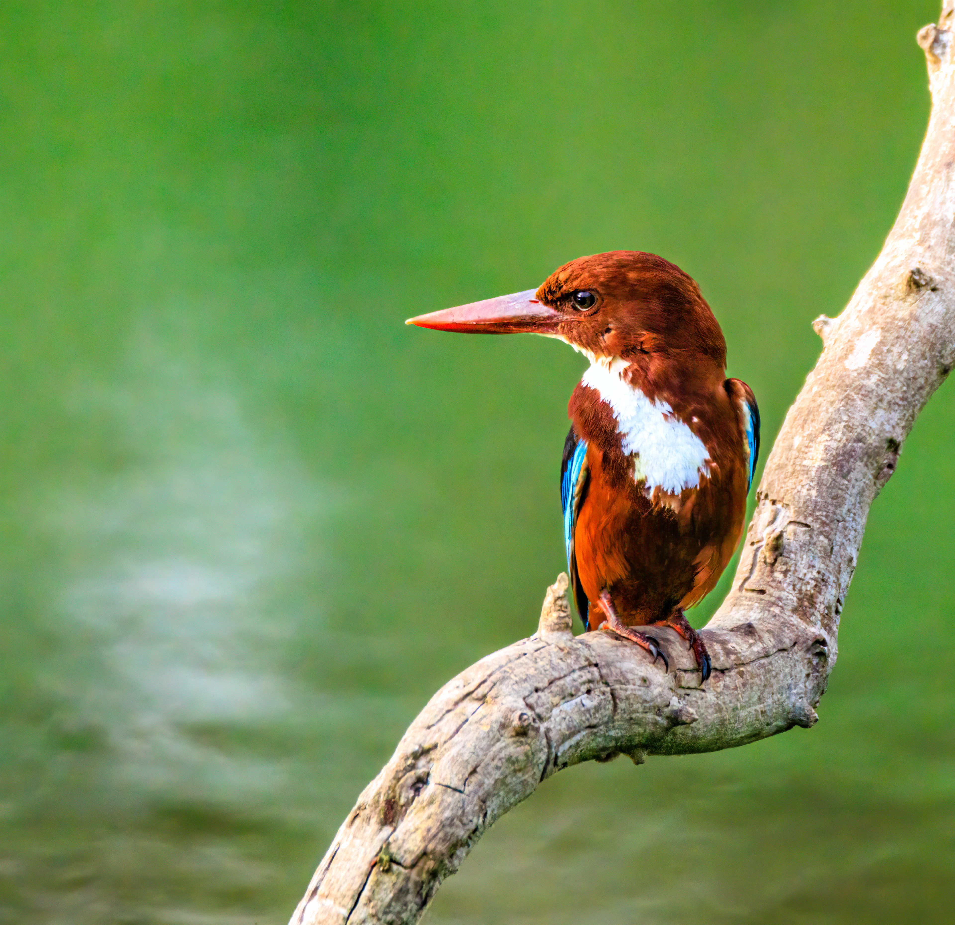 White-throated kingfisher - Белогрудый зимородок - שלדג לבן-חזה