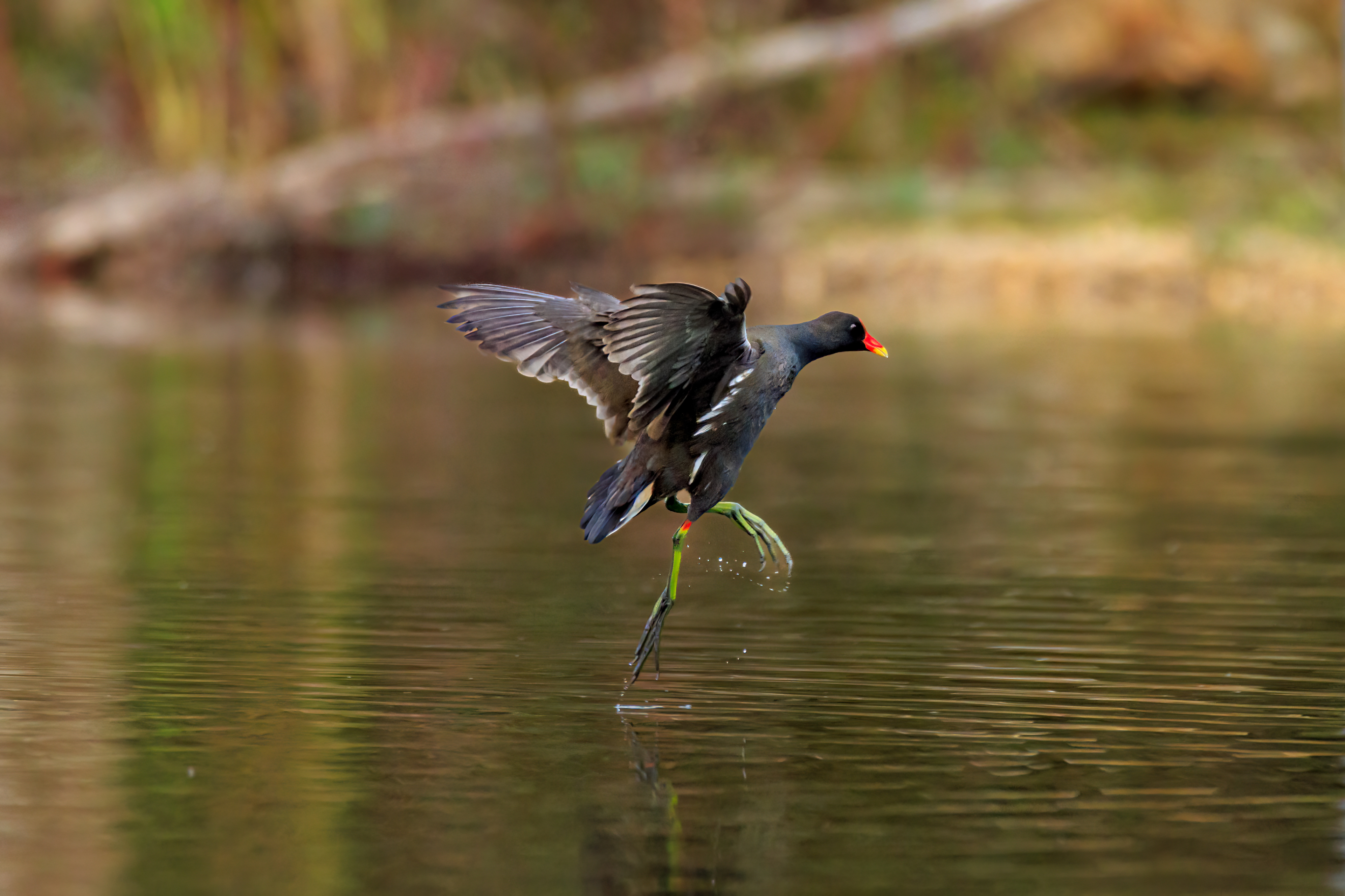 Common moorhen - Камышница - סופית מצויה