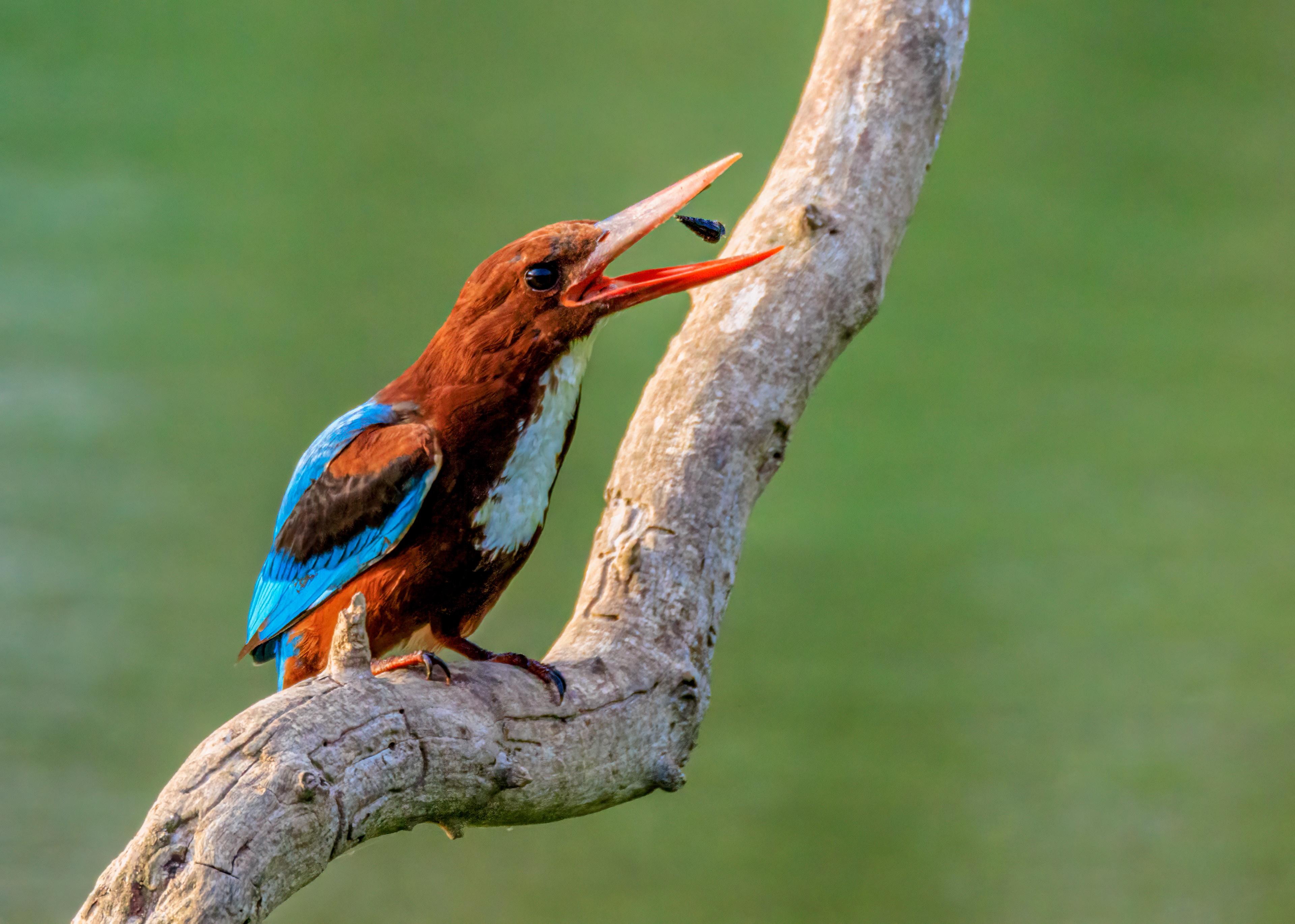 White-throated kingfisher - Белогрудый зимородок - שלדג לבן-חזה