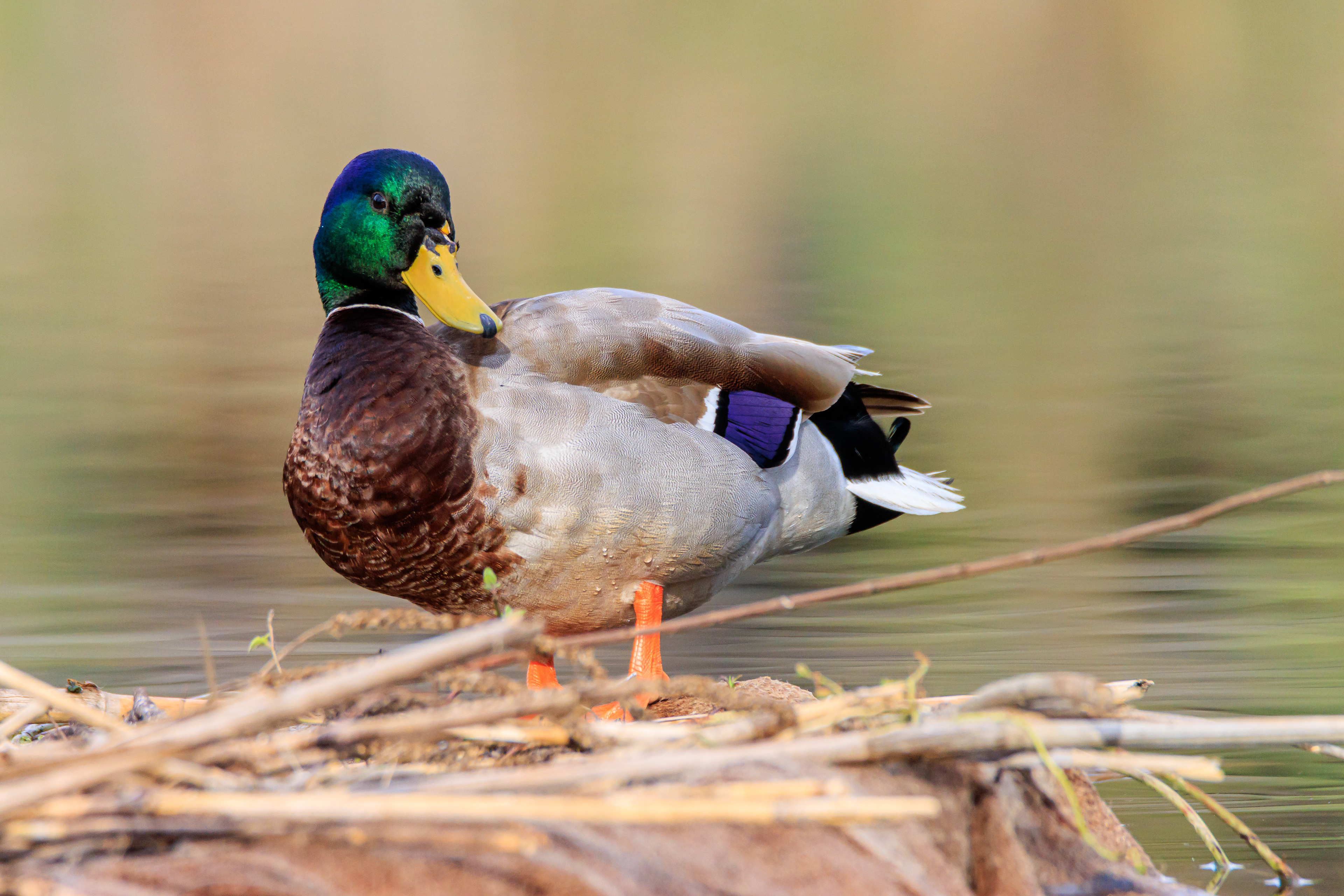Mallard - Кряква - ברכיה