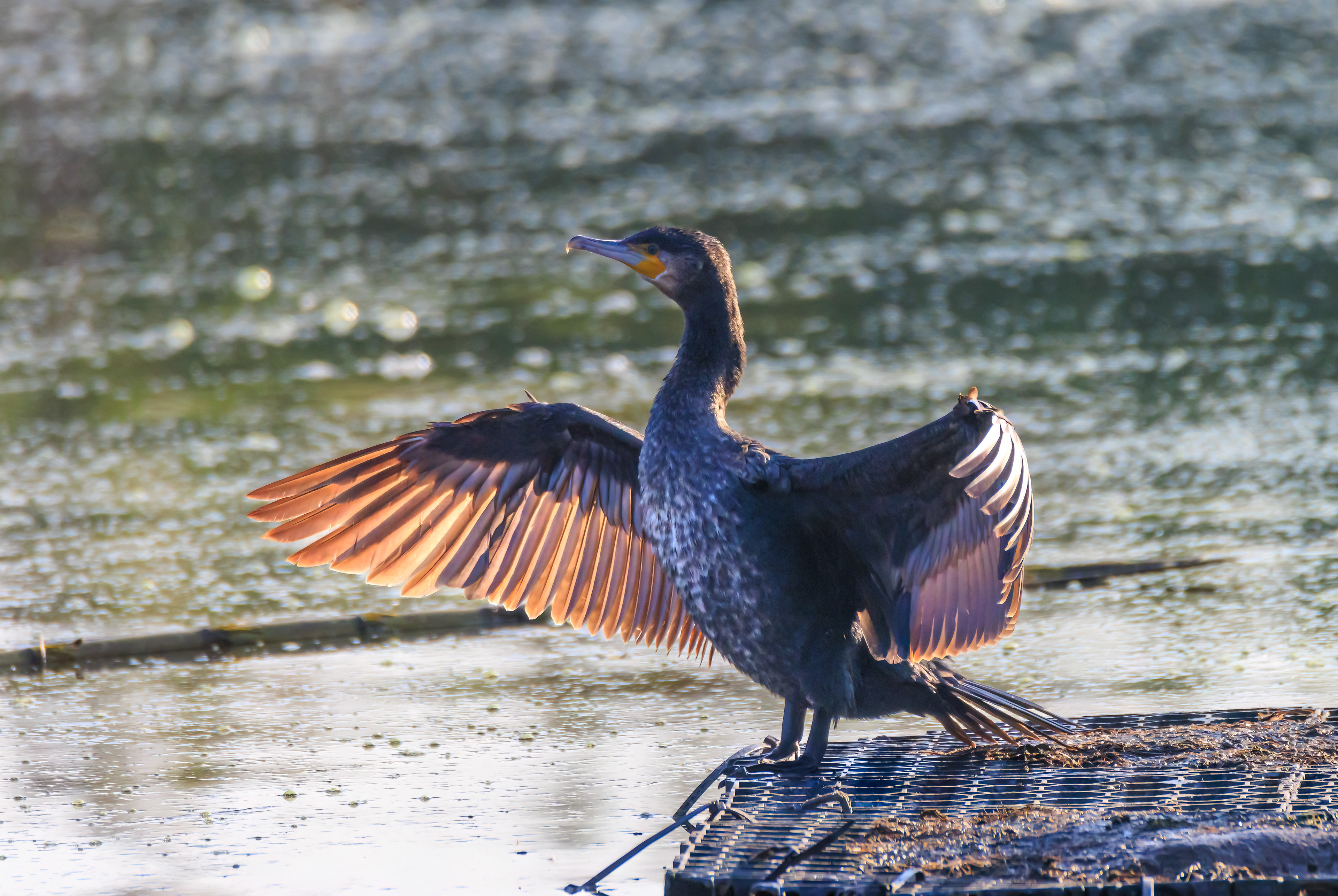 Great cormorant - Большой баклан - קרמורן גדול