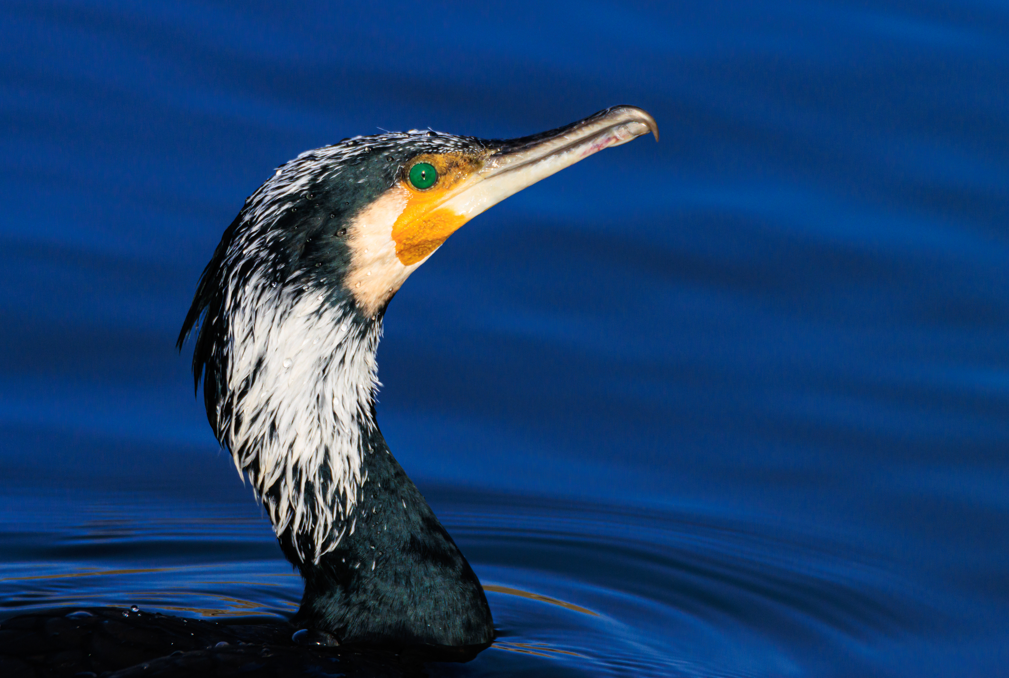 Great cormorant - Большой баклан - קרמורן גדול