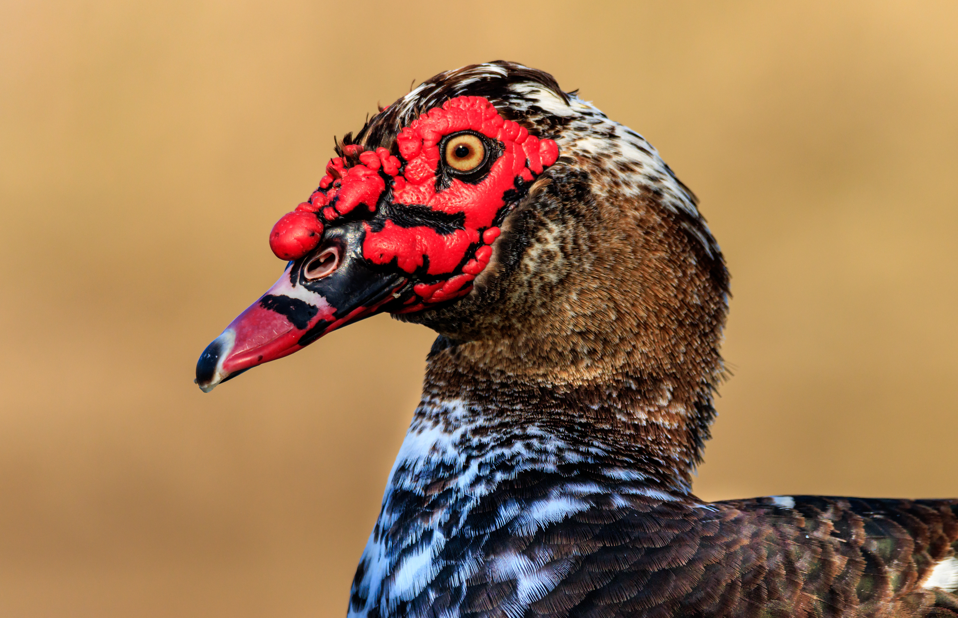 Muscovy duck - Мускусная утка - ברווז מוסקובי