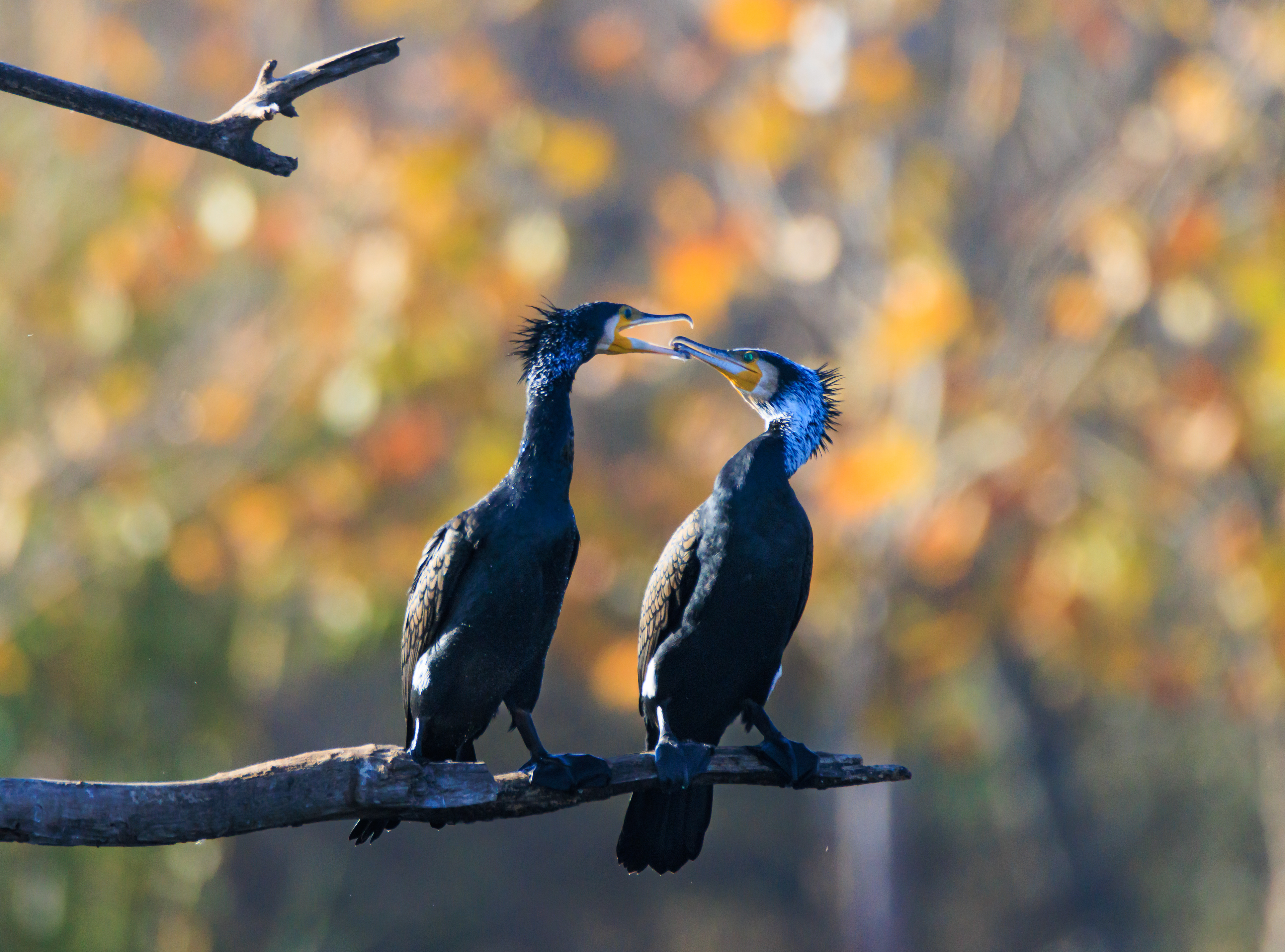 Great cormorant - Большой баклан - קרמורן גדול