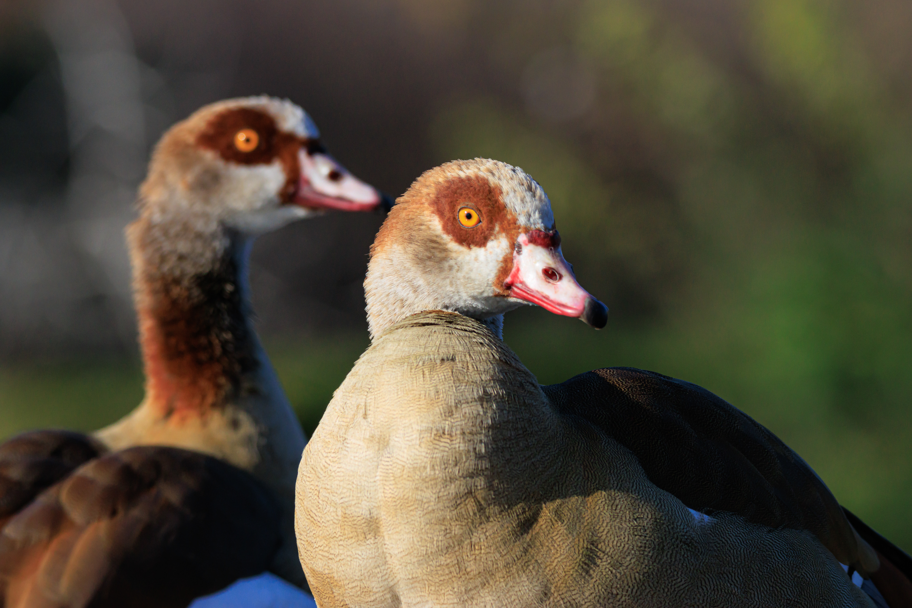 Egyptian goose - Нильский гусь - יאורית מצרית