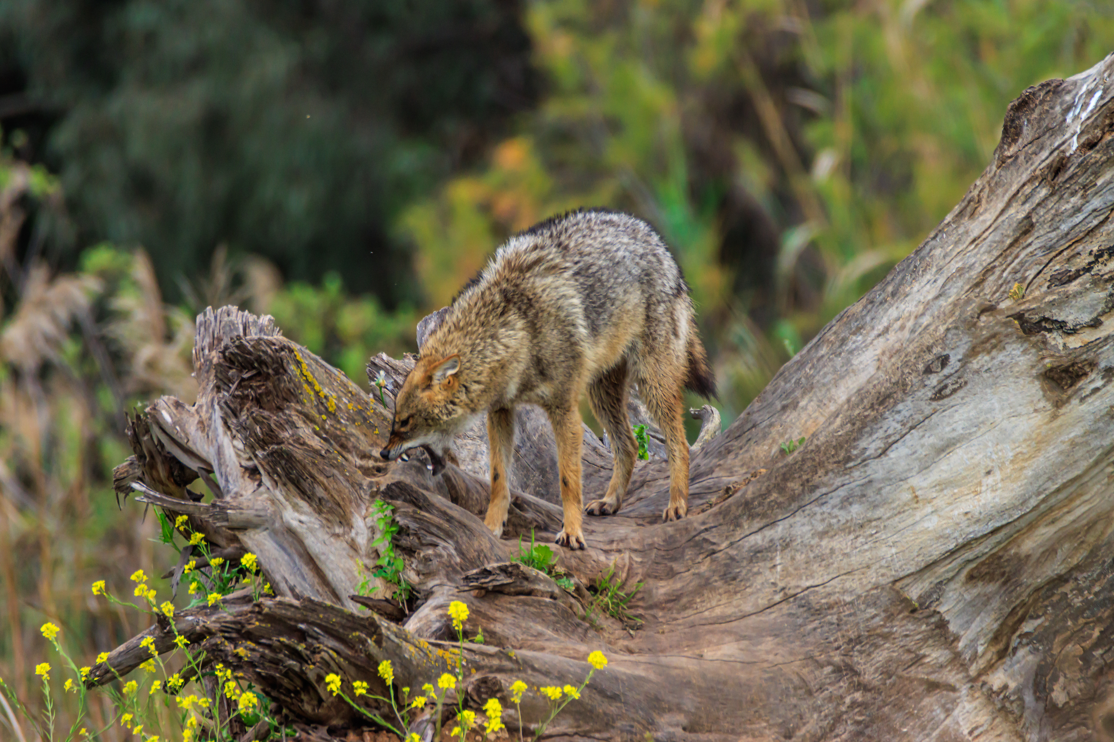 Golden jackal - Обыкновенный шакал - תן זהוב