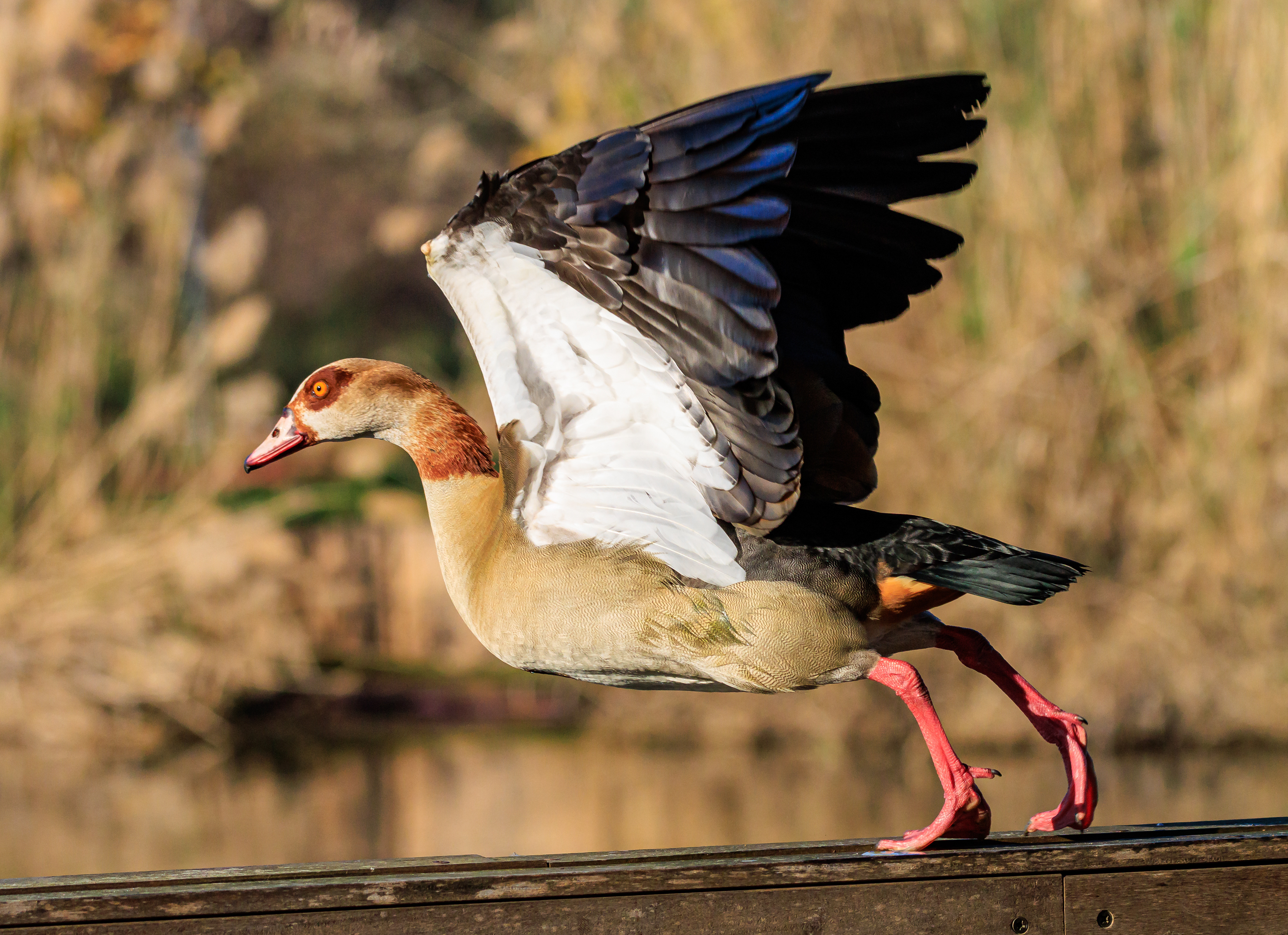 Egyptian goose - Нильский гусь - יאורית מצרית
