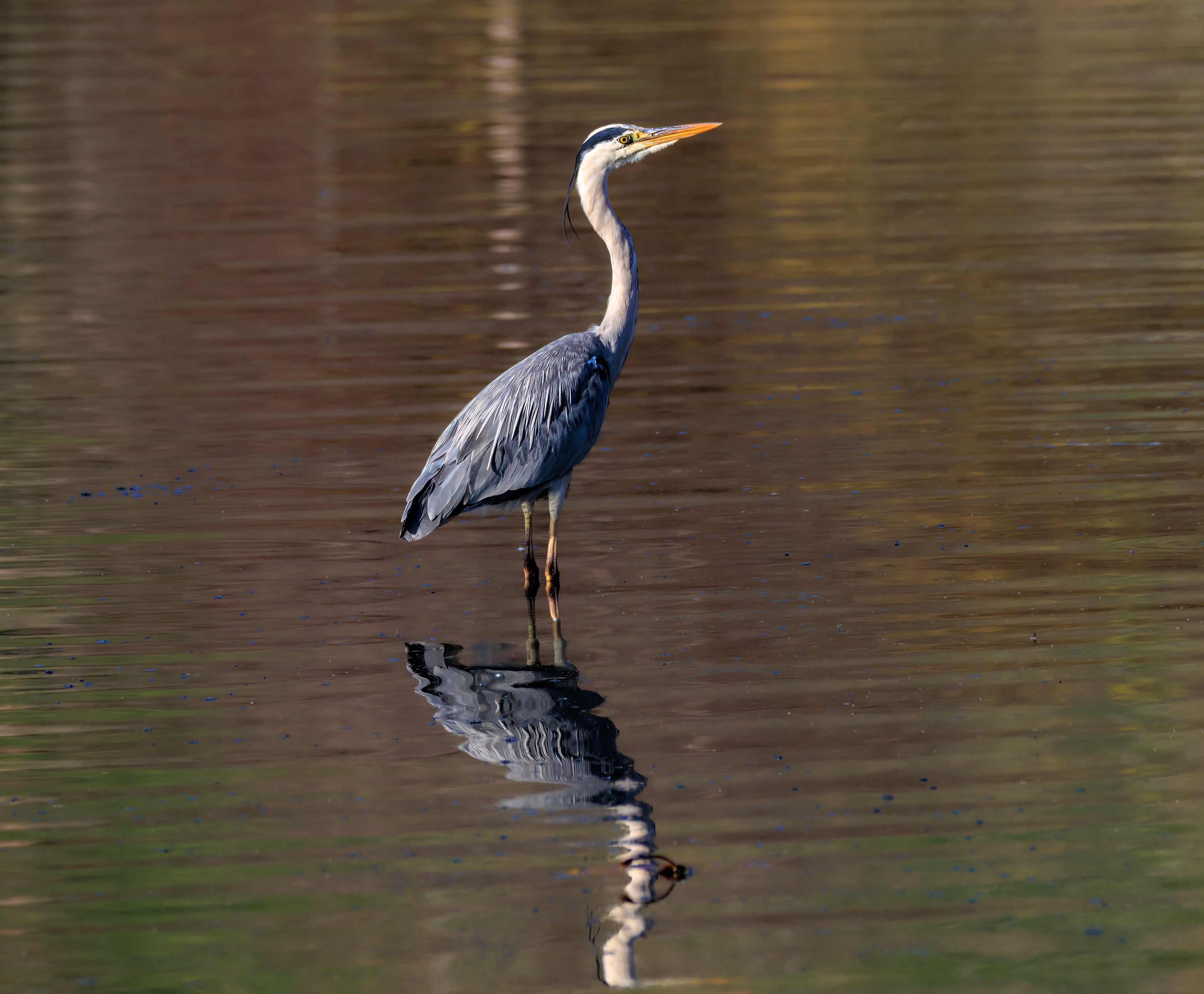 Grey heron - Серая цапля - אנפה אפורה