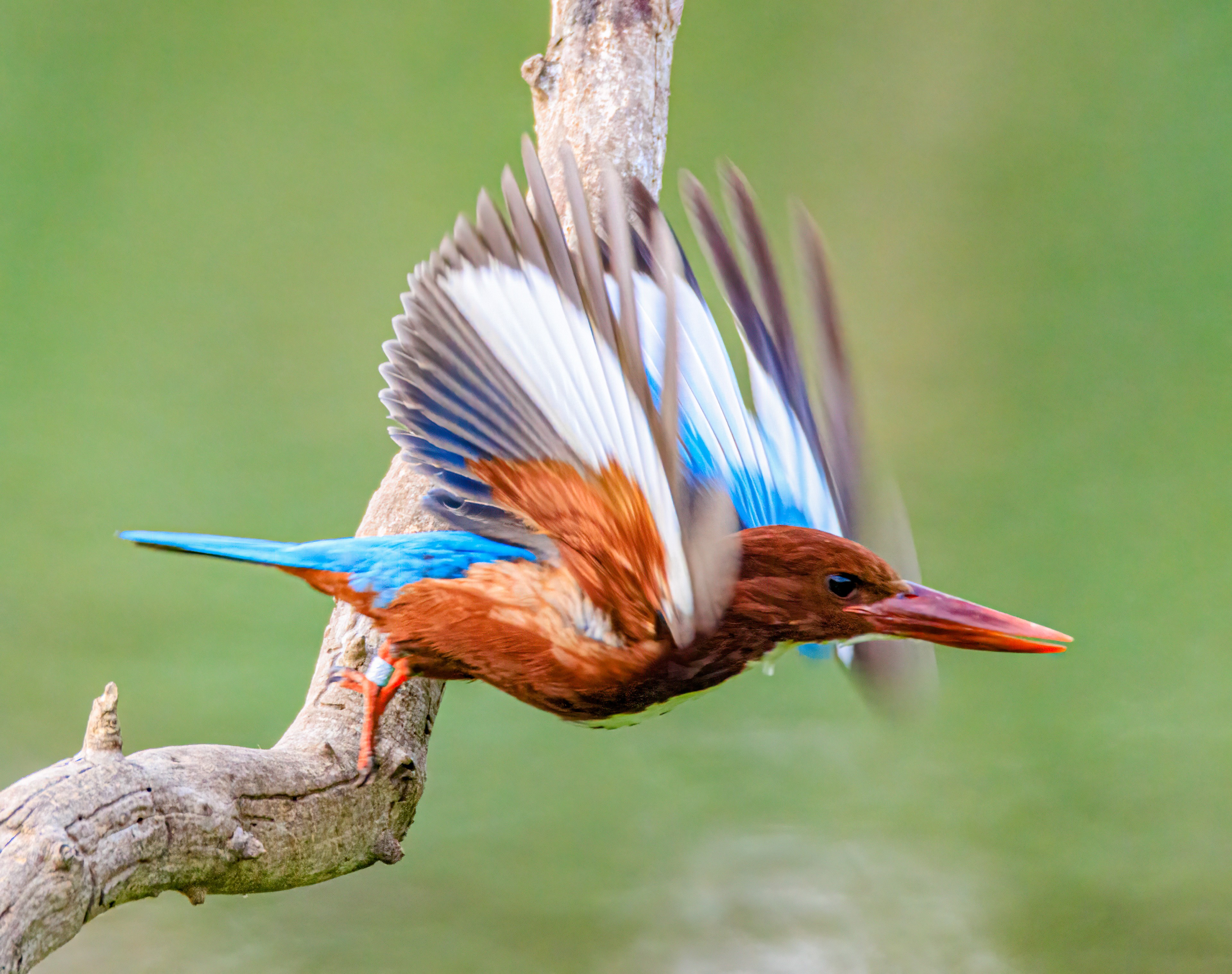 White-throated kingfisher - Белогрудый зимородок - שלדג לבן-חזה