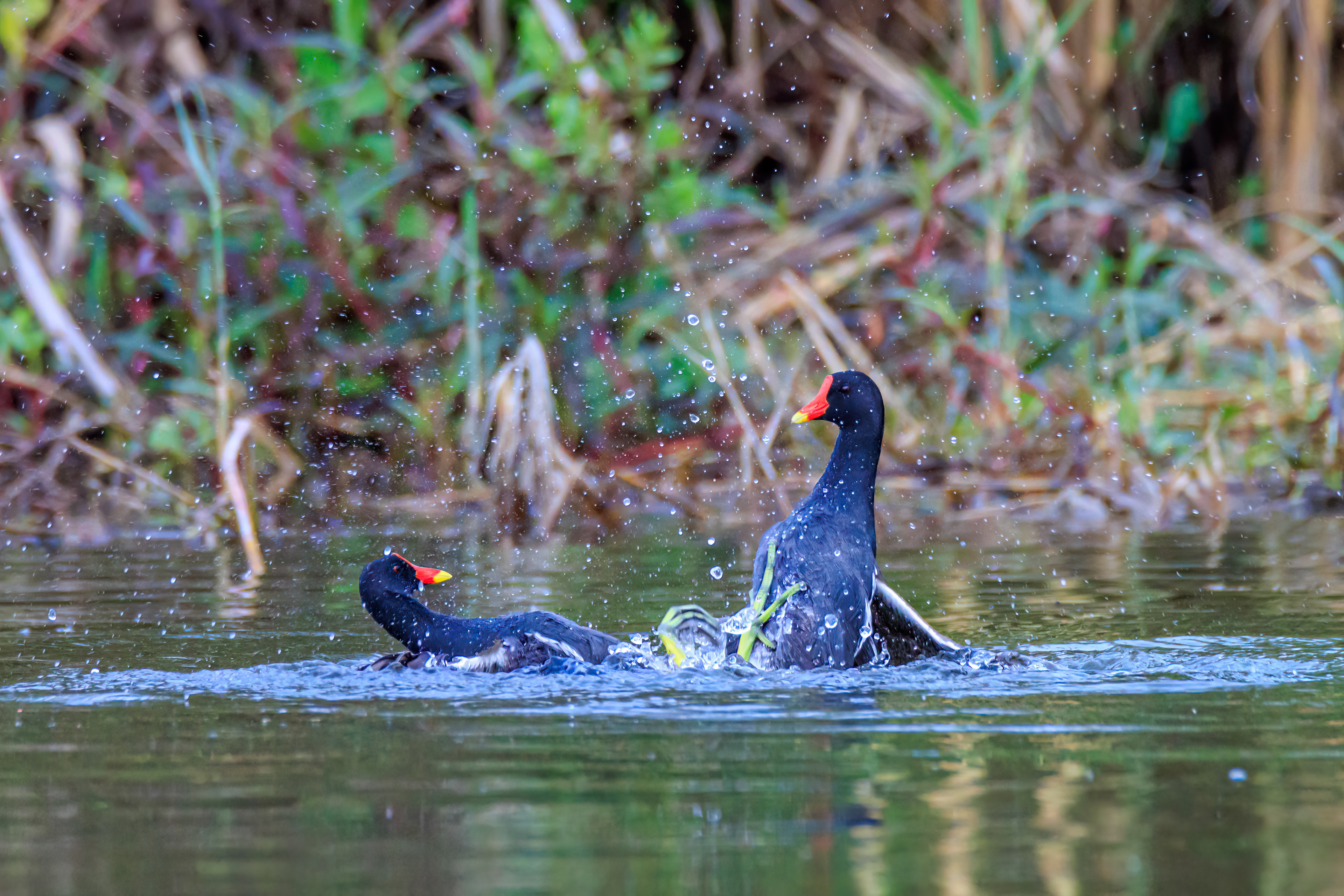 Common moorhen - Камышница - סופית מצויה