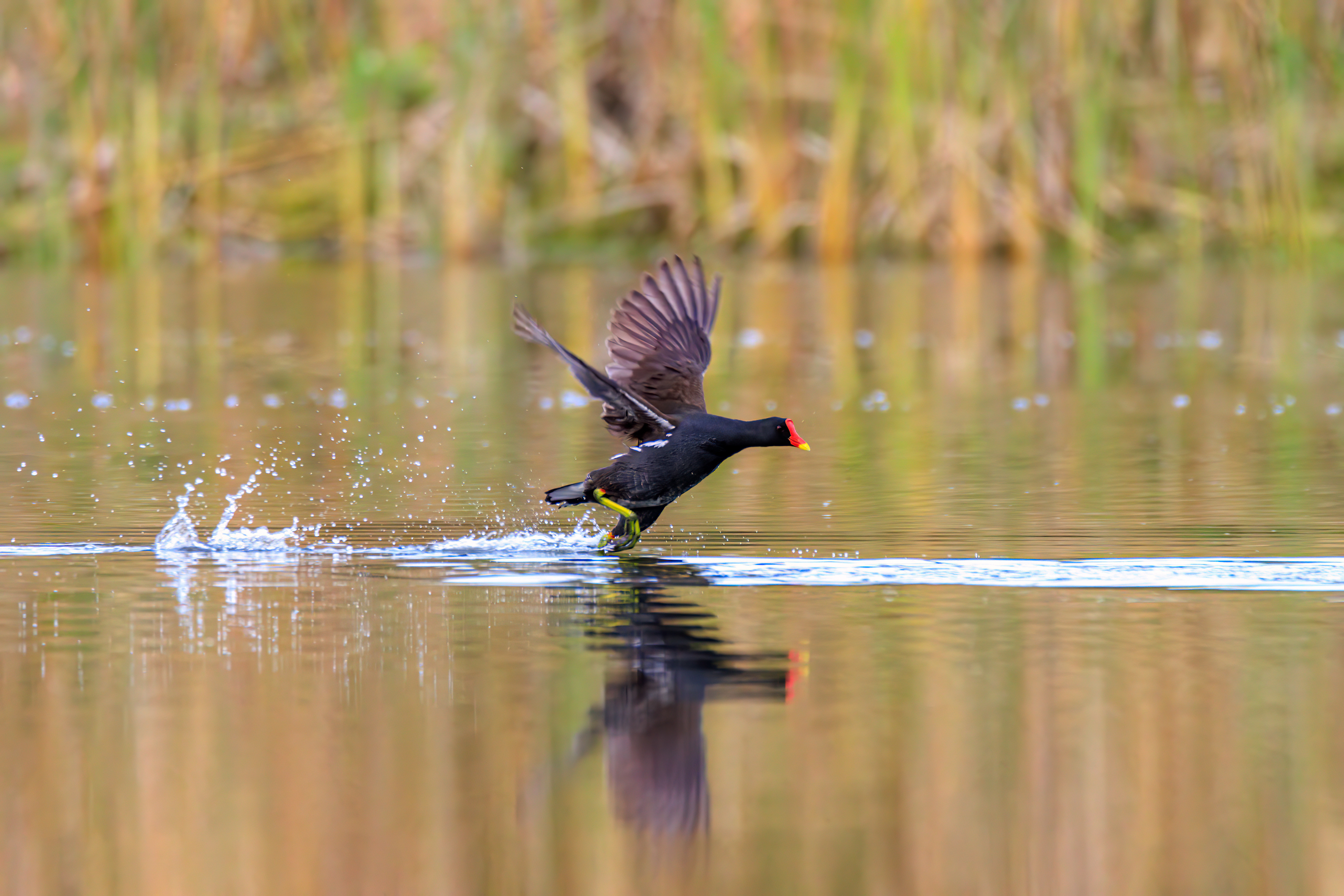 Common moorhen - Камышница - סופית מצויה