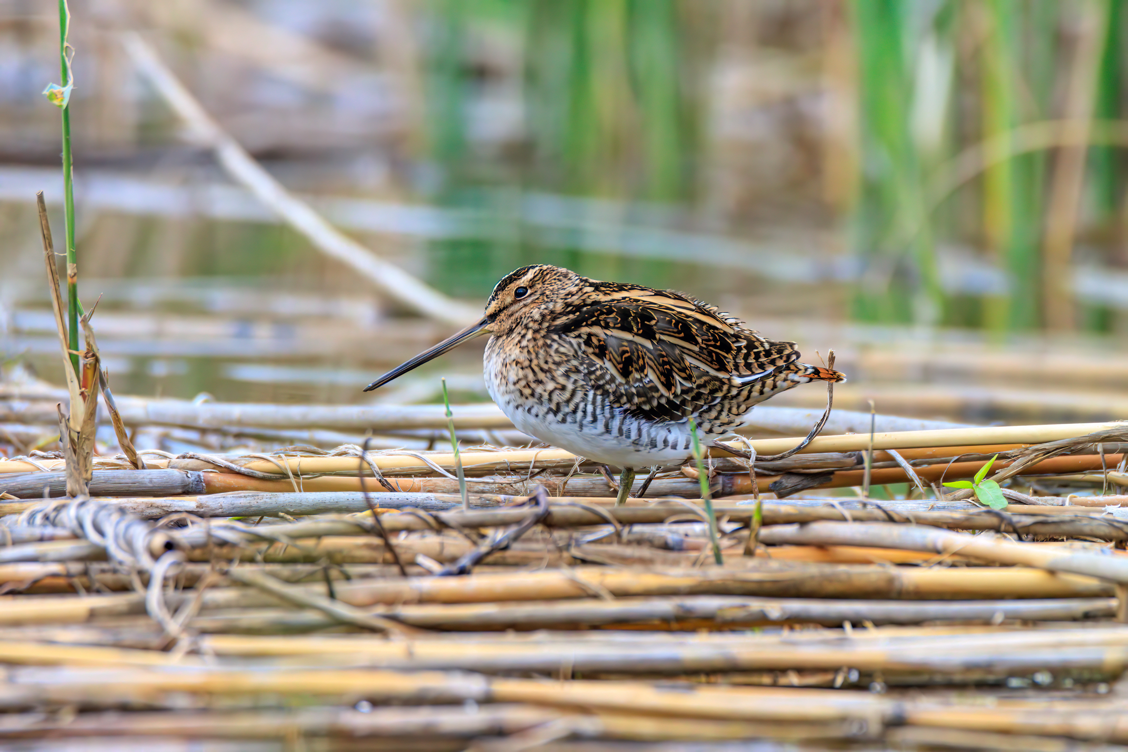 Common snipe - Бекас - חרטומית ביצות