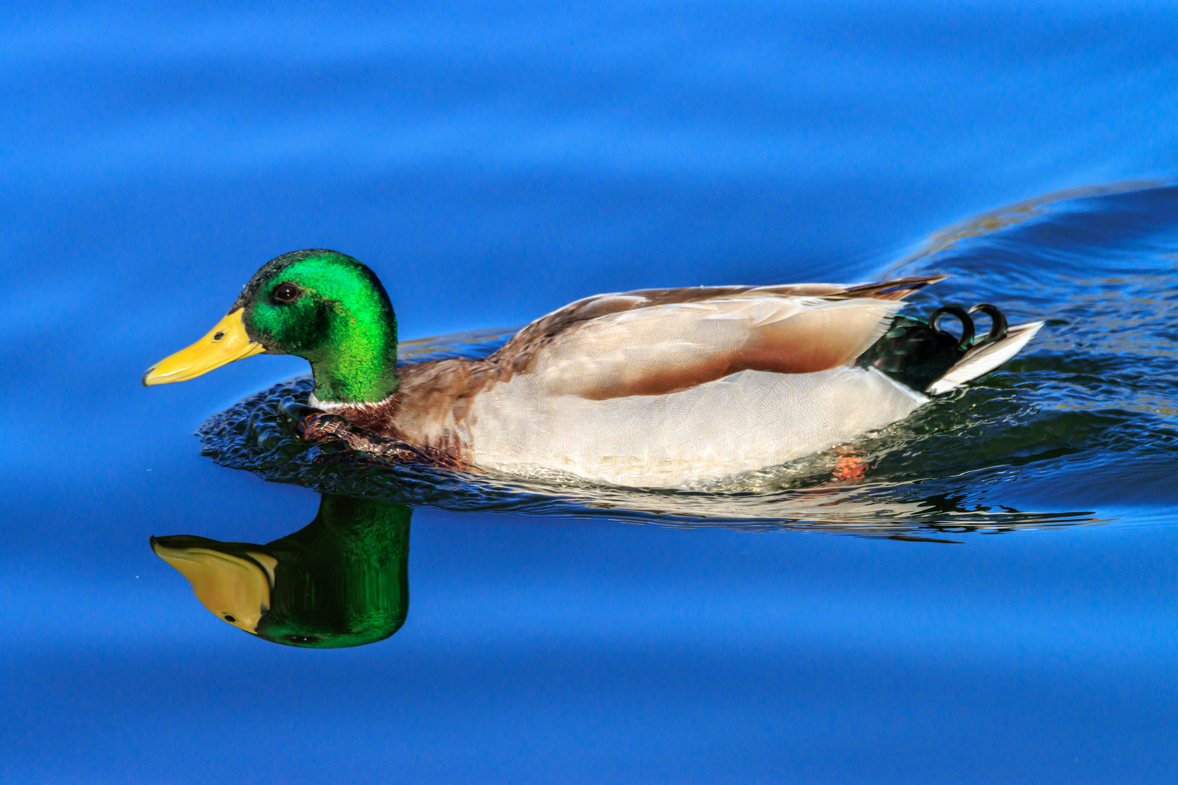 Mallard - Кряква - ברכיה