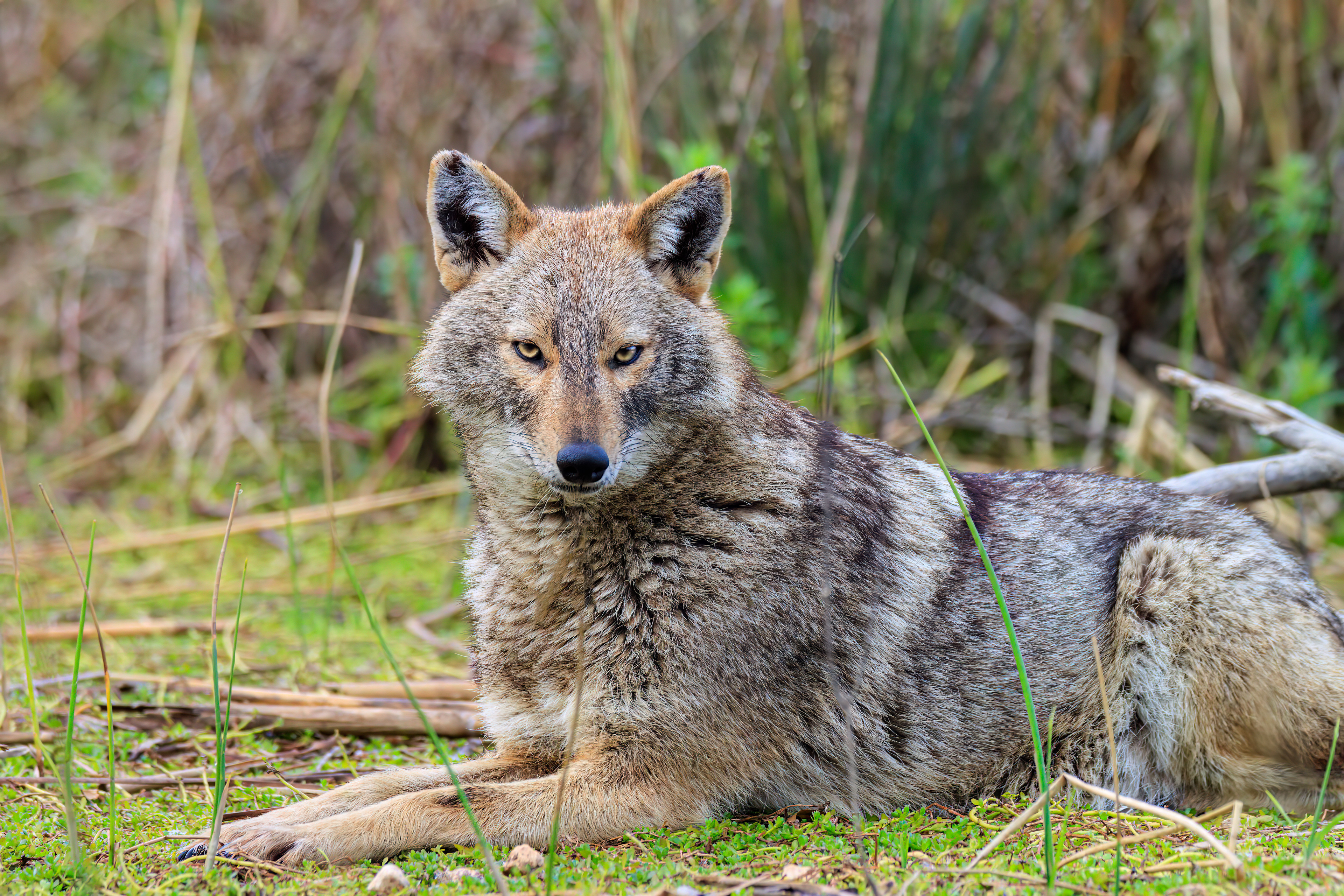 Golden jackal - Обыкновенный шакал - תן זהוב