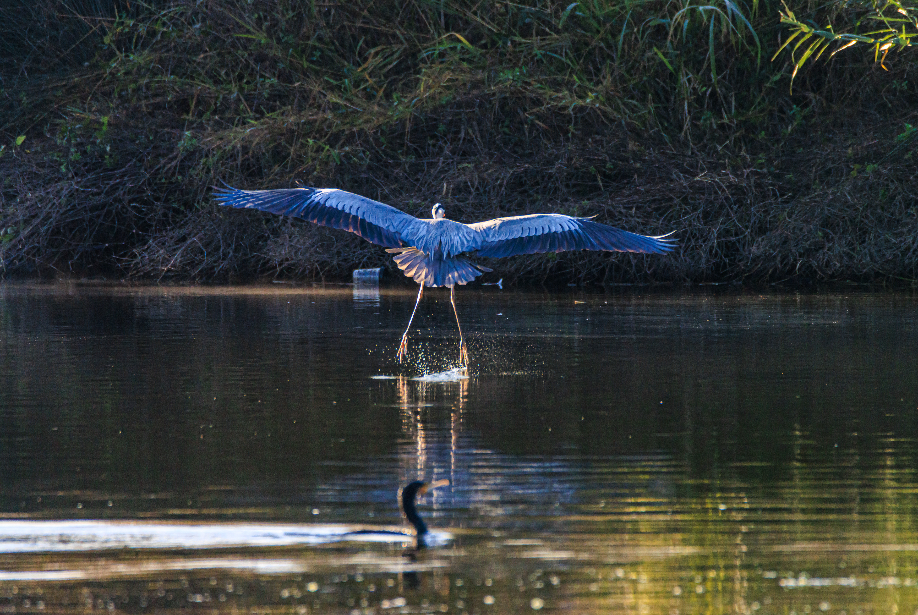 Grey heron - Серая цапля - אנפה אפורה