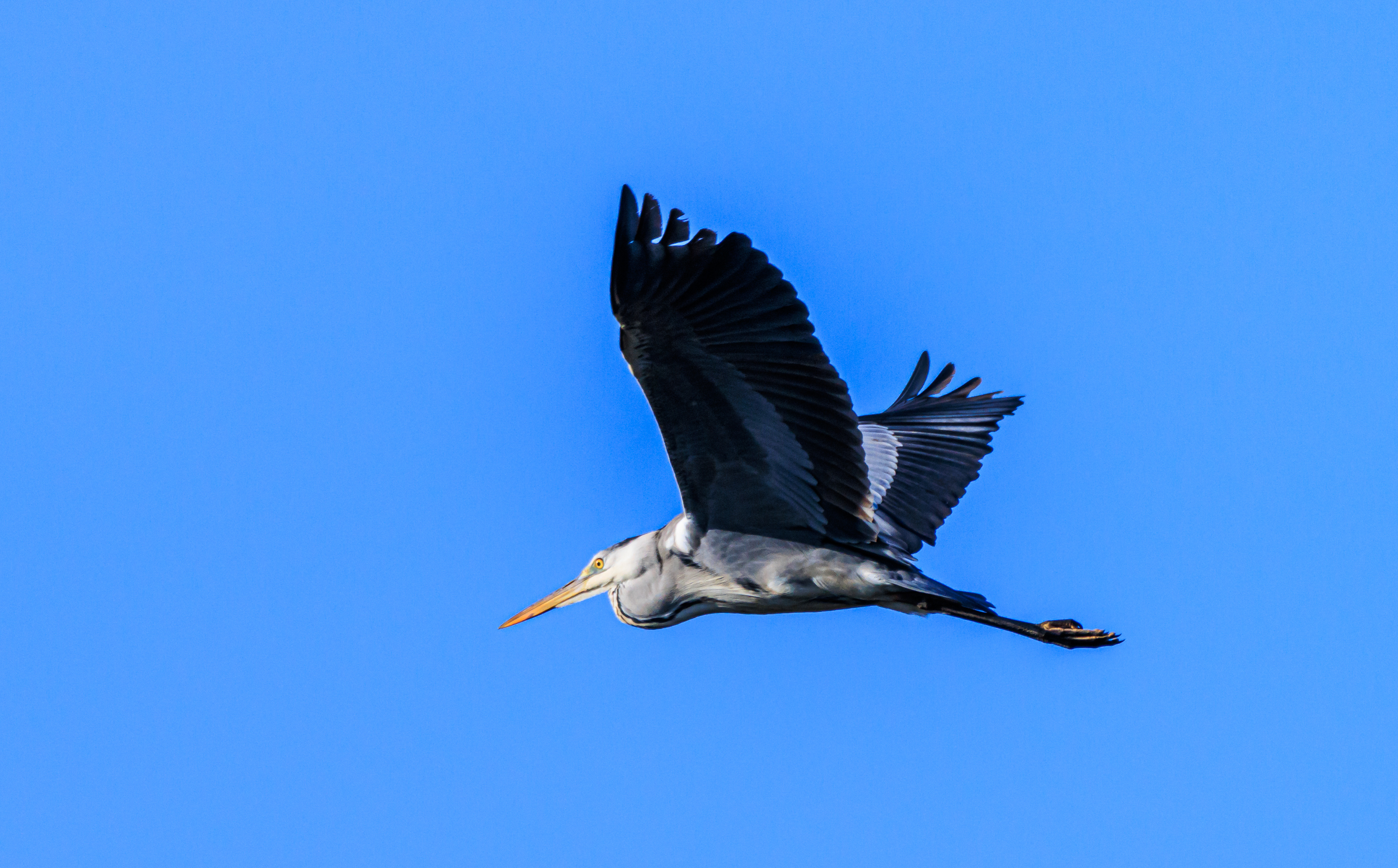 Grey heron - Серая цапля - אנפה אפורה