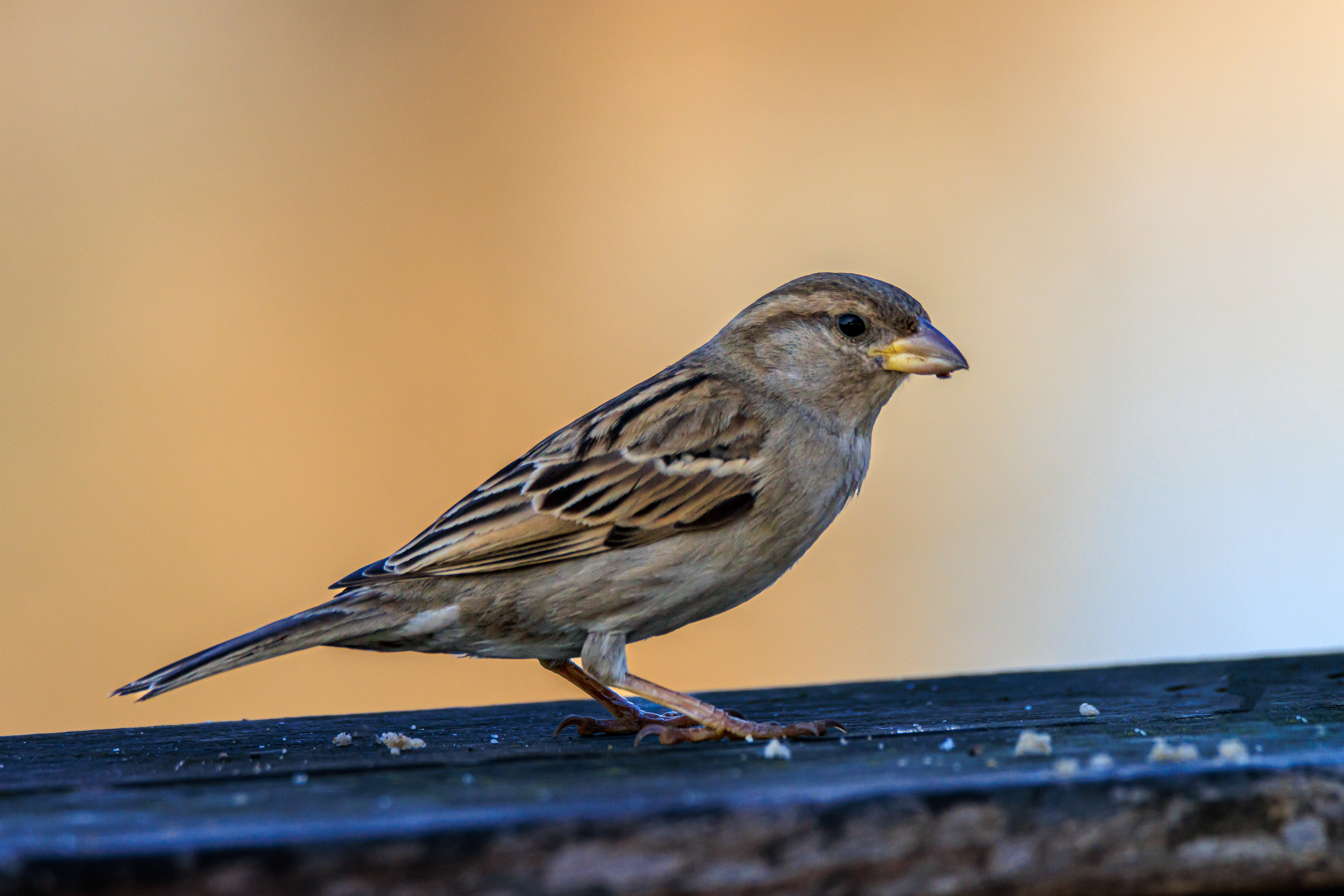 Sparrow - Воробей - דרור