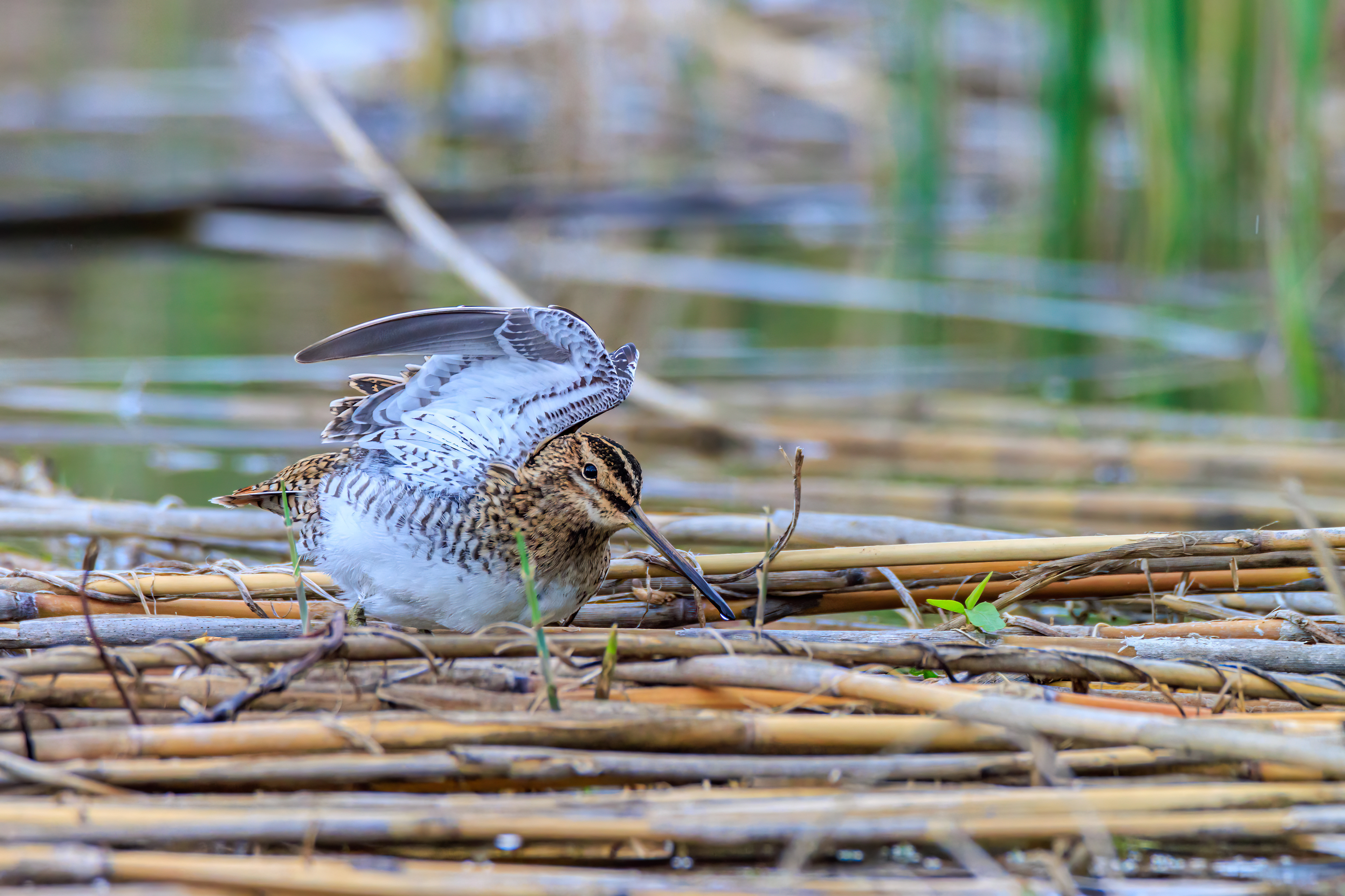 Common snipe - Бекас - חרטומית ביצות