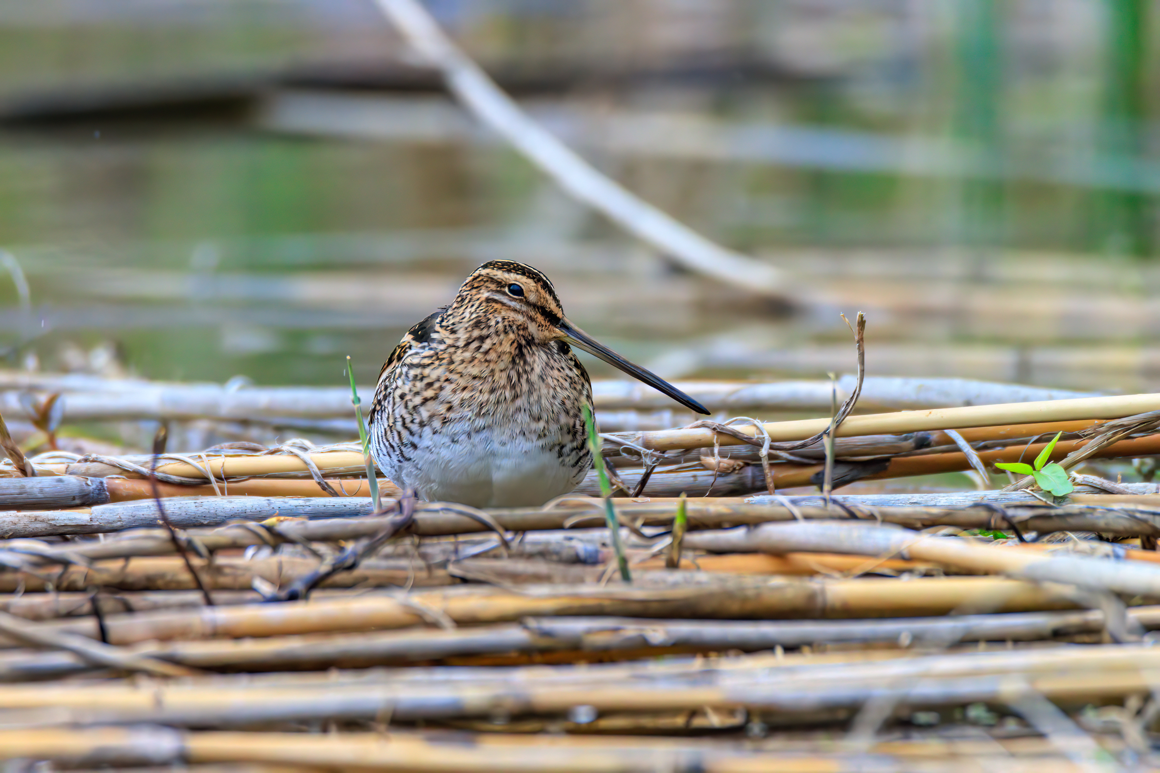 Common snipe - Бекас - חרטומית ביצות