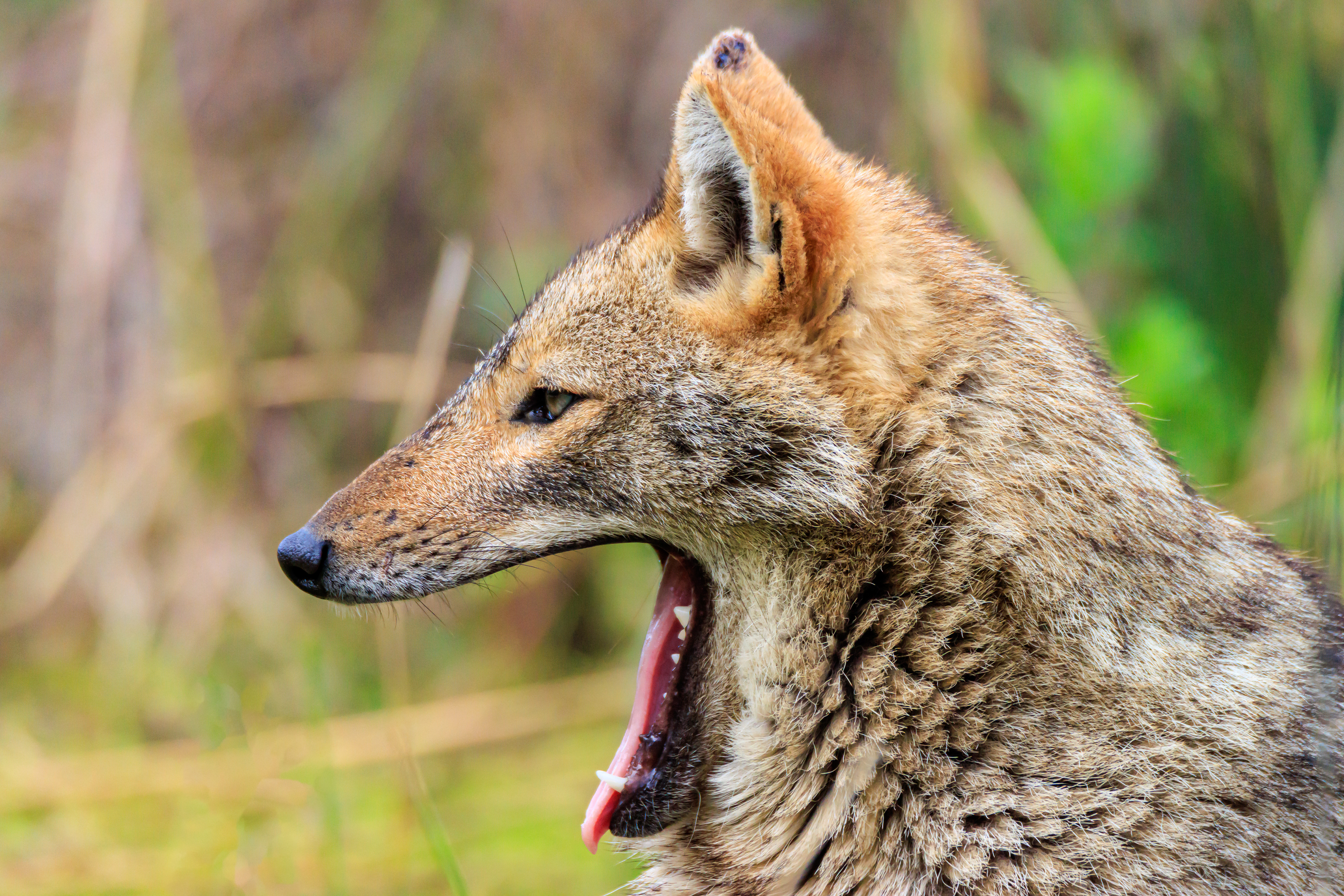 Golden jackal - Обыкновенный шакал - תן זהוב