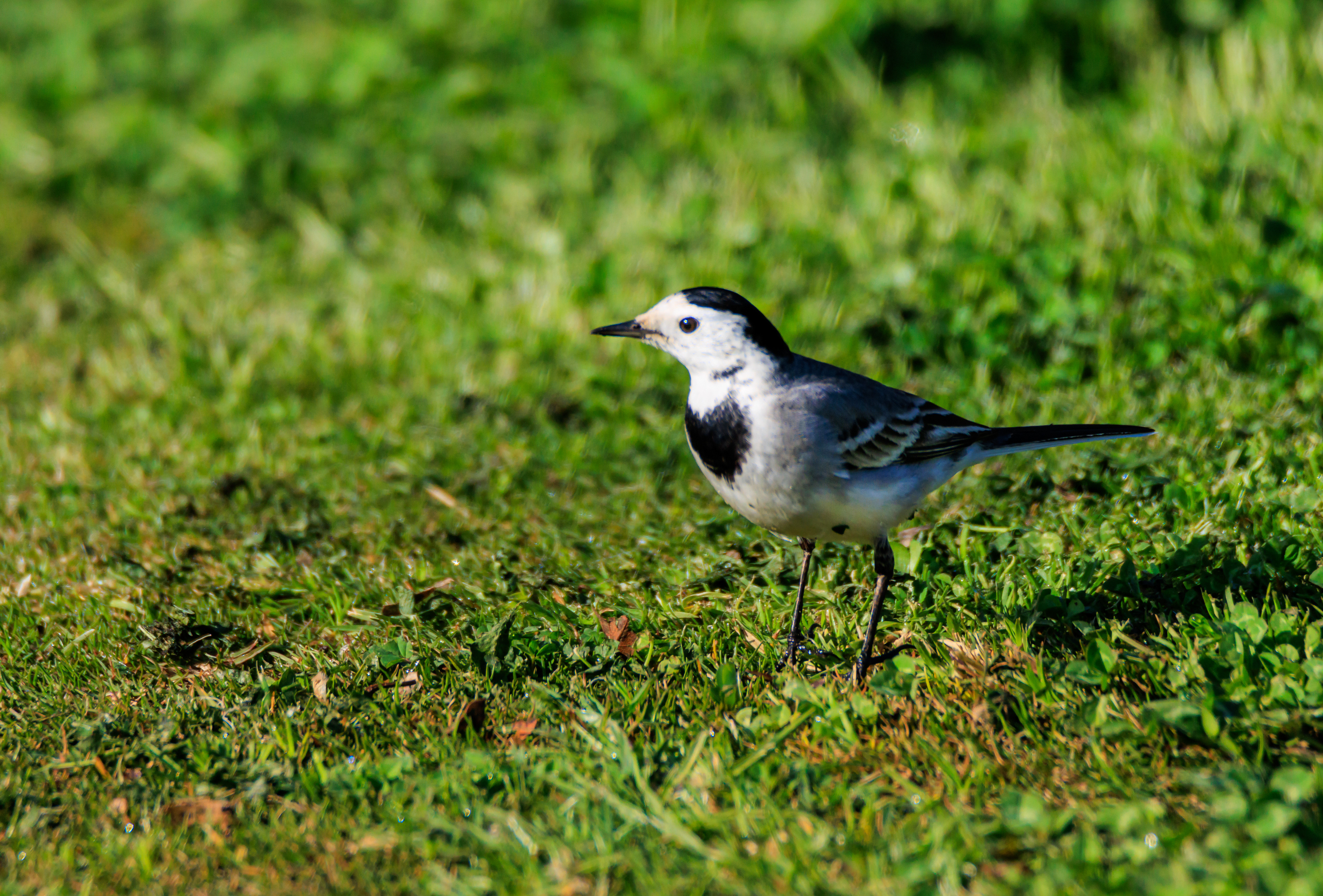 White wagtail - Белая трясогузка - נחליאלי לבן