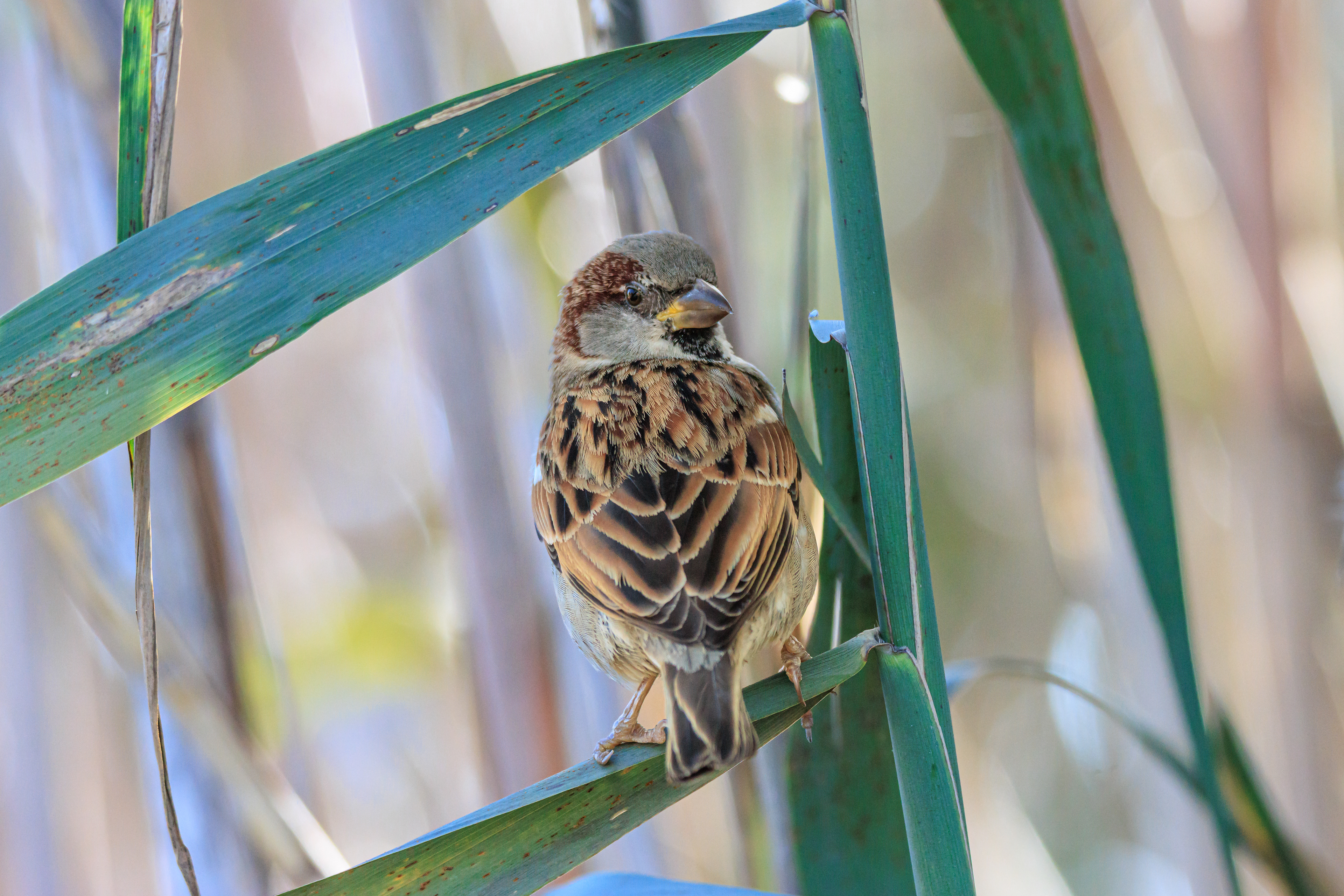 Sparrow - Воробей - דרור