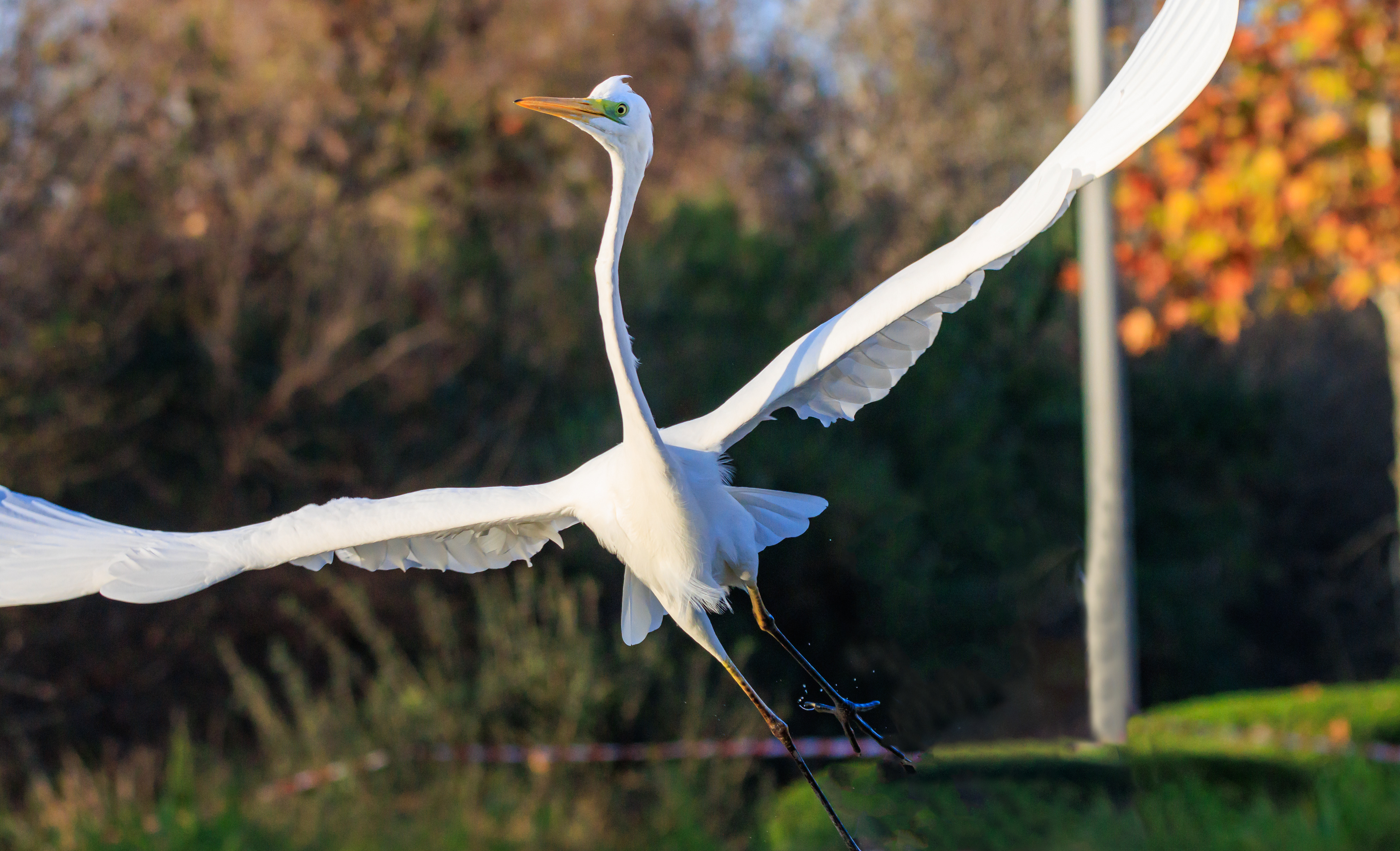 Great egret - Большая белая цапля - לבנית גדולה