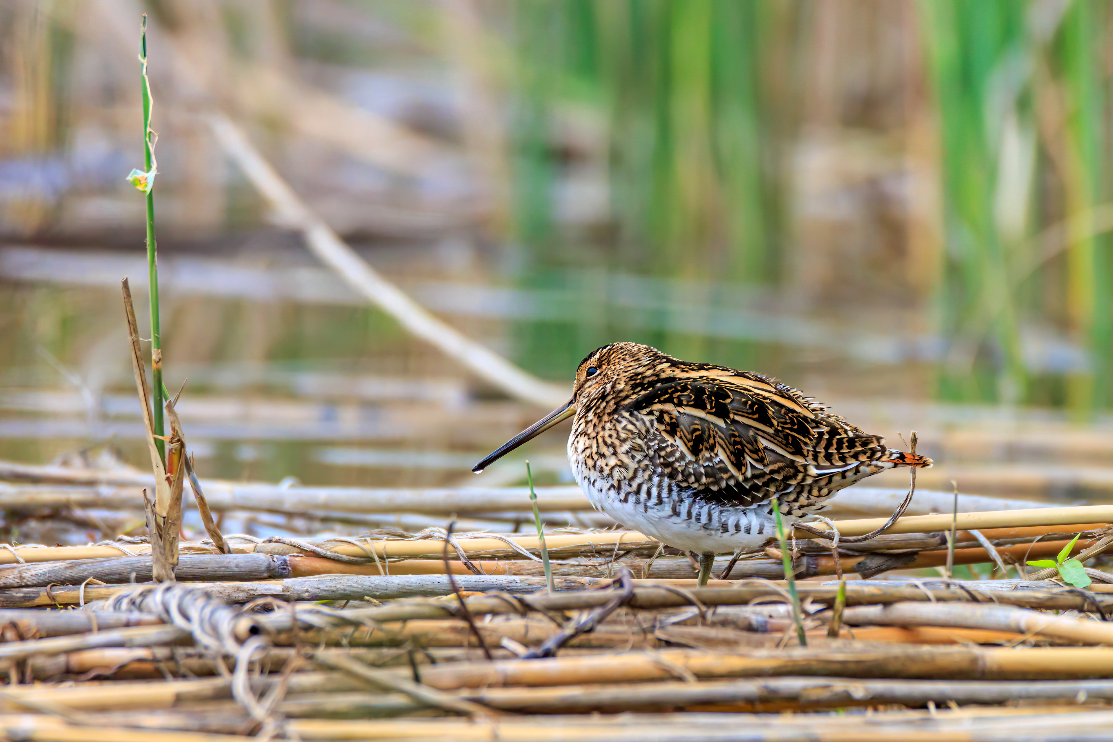 Common snipe - Бекас - חרטומית ביצות