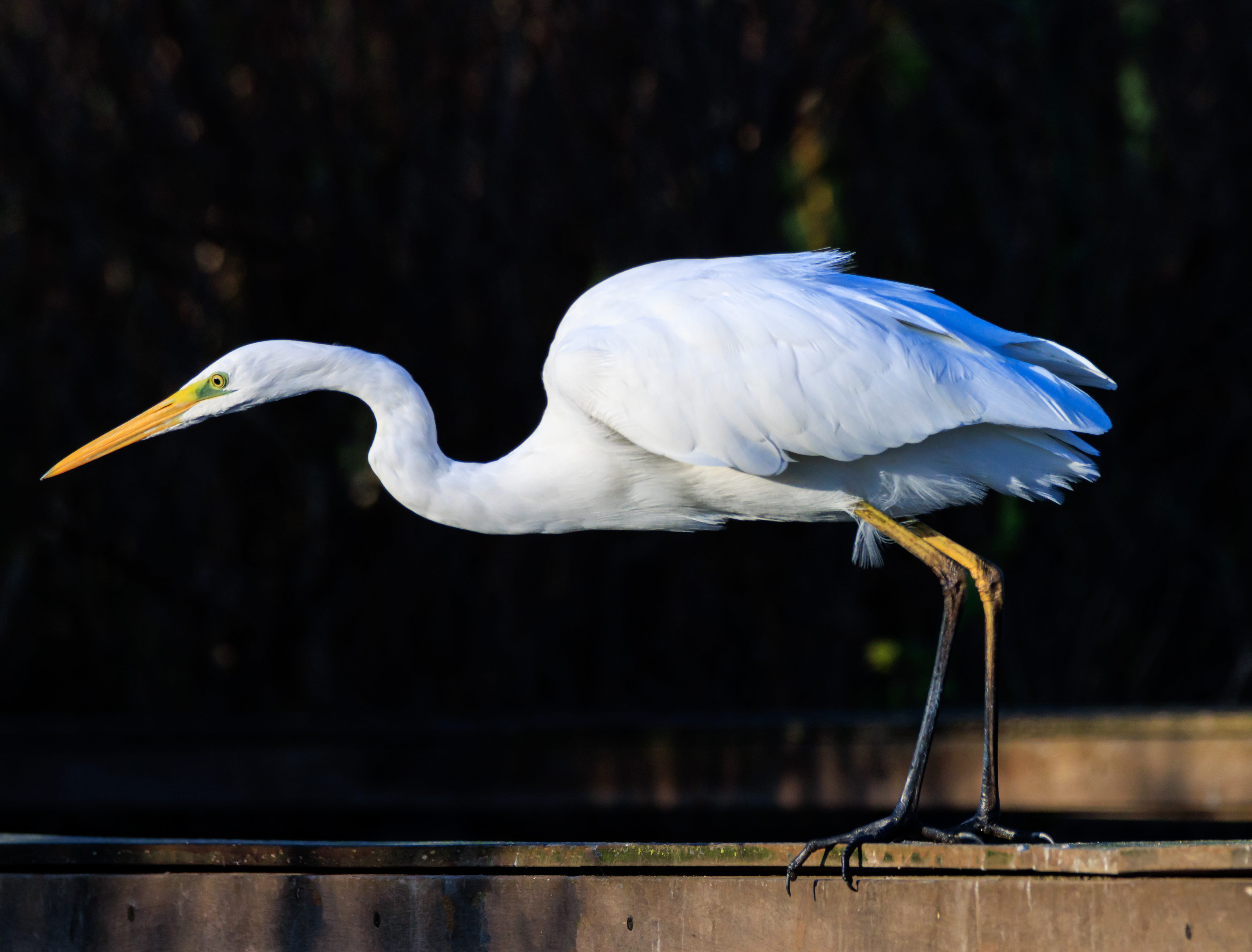 Great egret - Большая белая цапля - לבנית גדולה