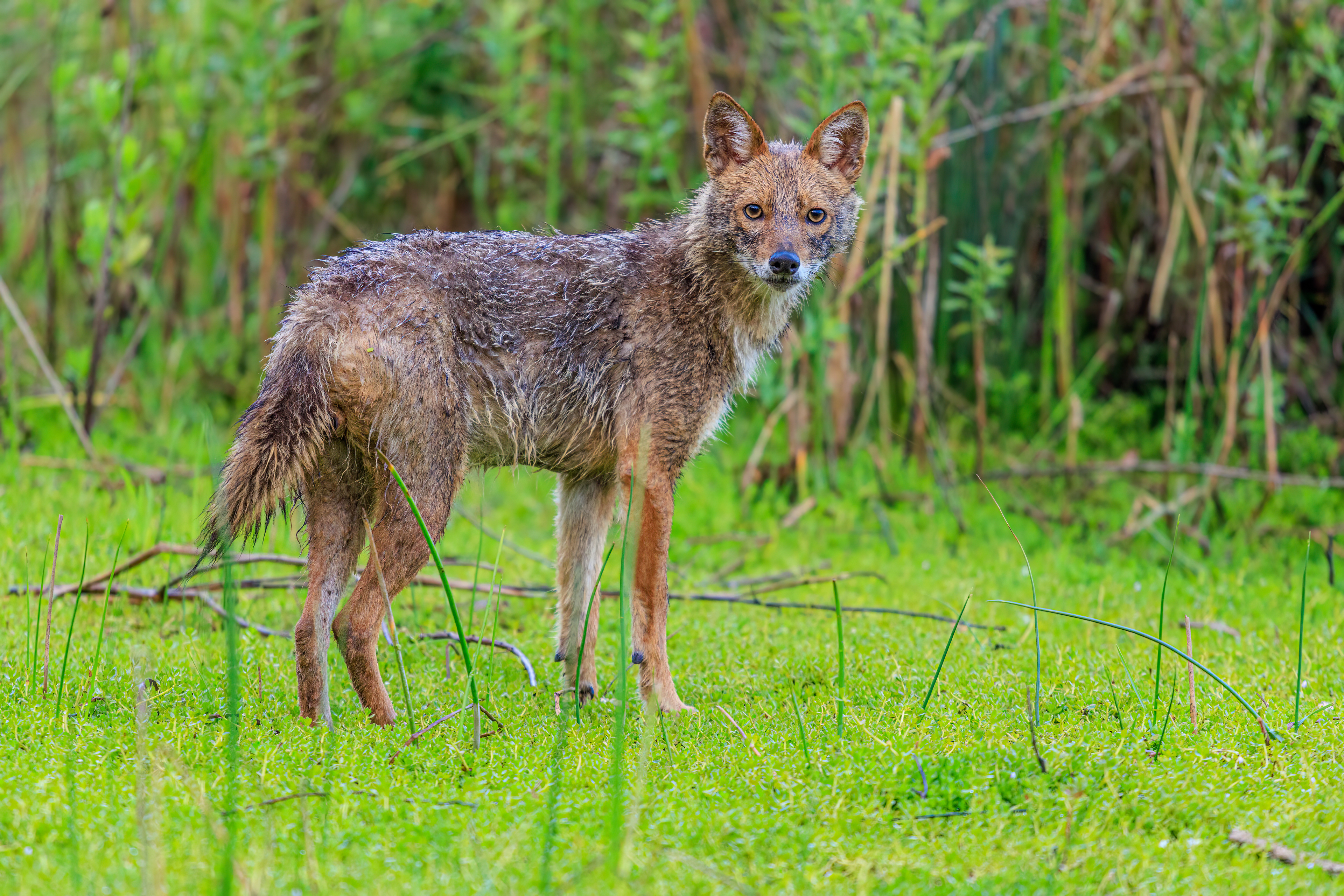 Golden jackal - Обыкновенный шакал - תן זהוב