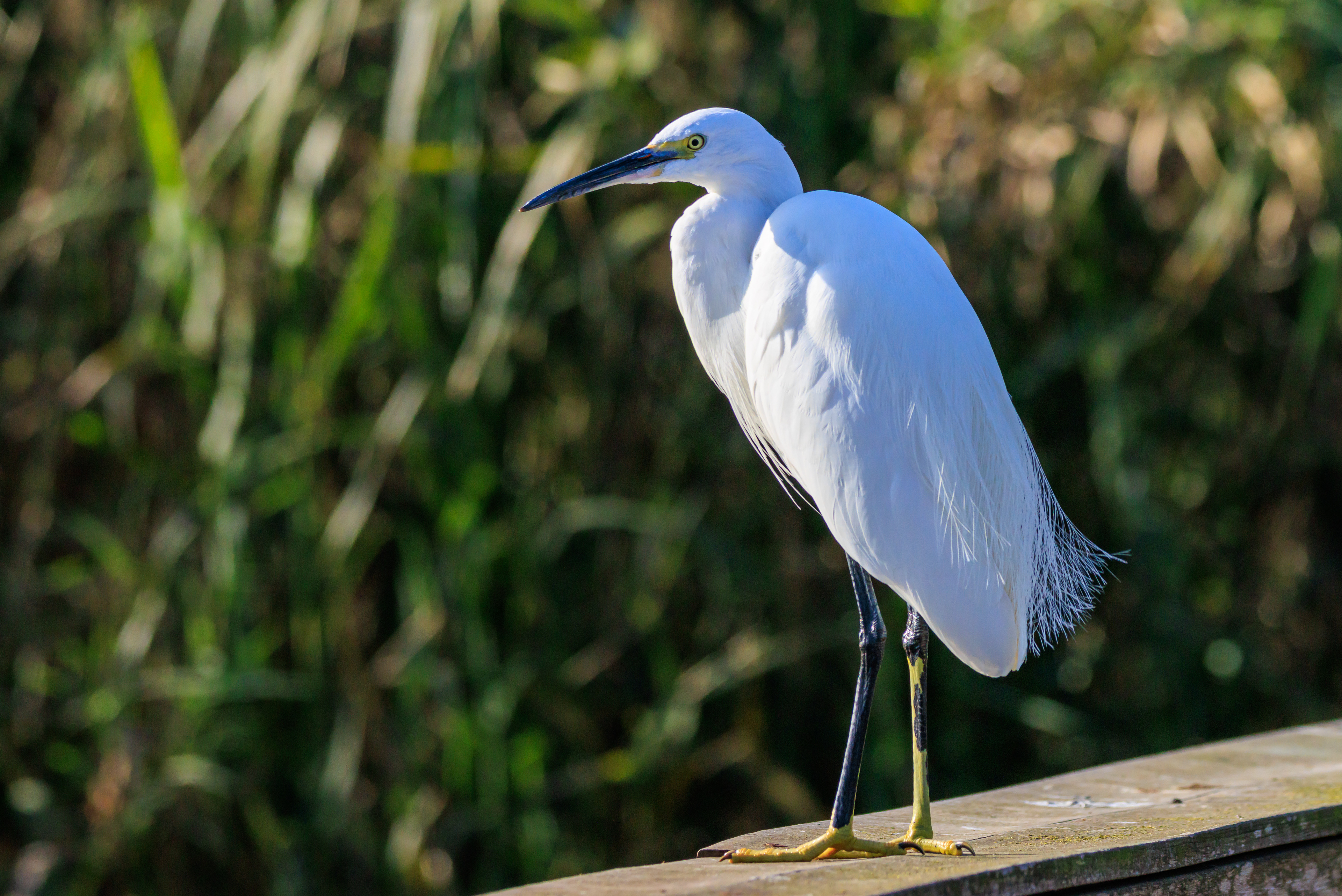 Little egret - Малая белая цапля - לבנית קטנה