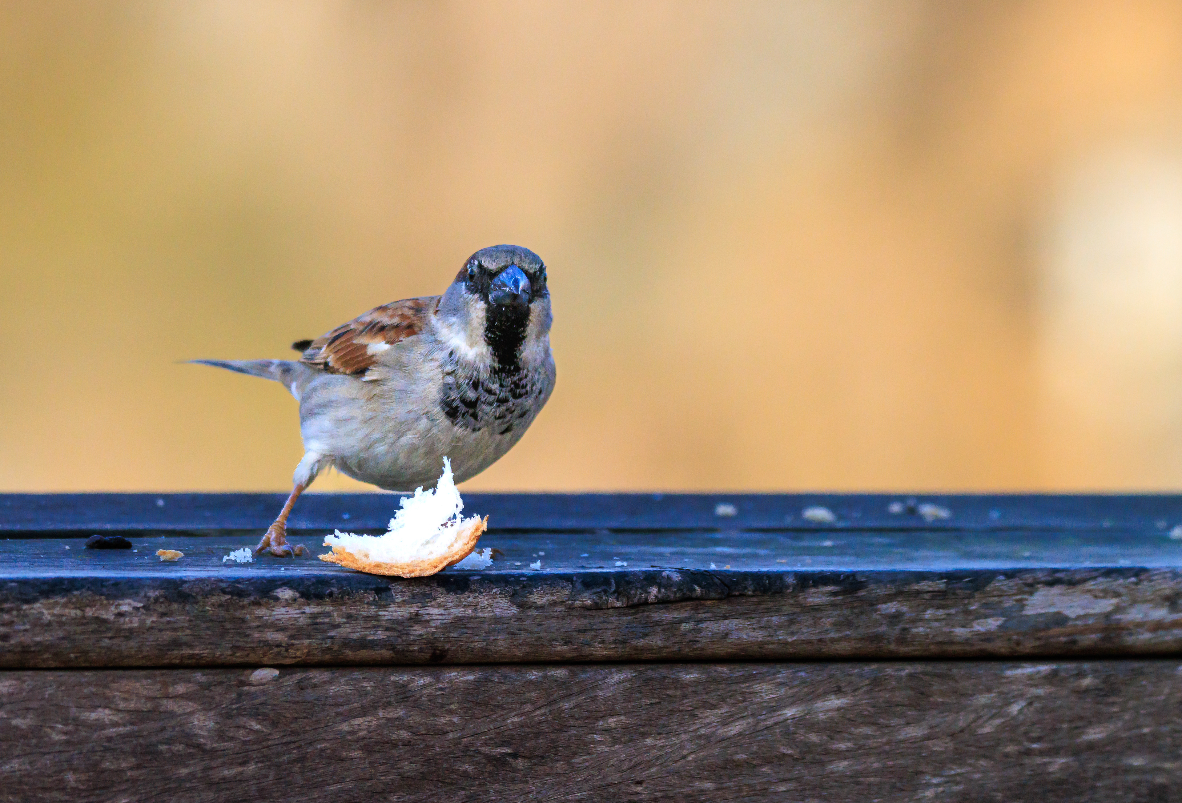 Sparrow - Воробей - דרור
