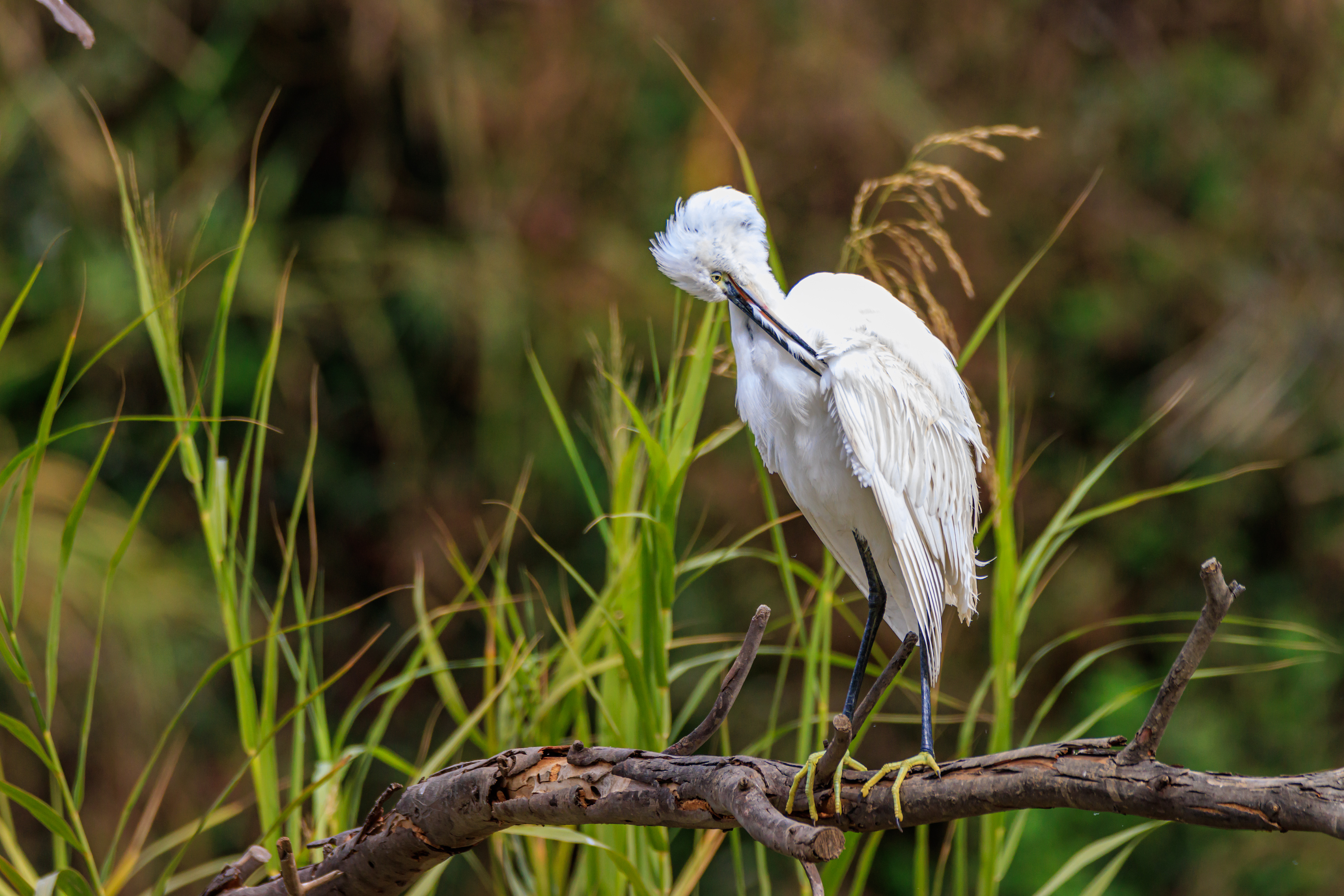 Little egret - Малая белая цапля - לבנית קטנה