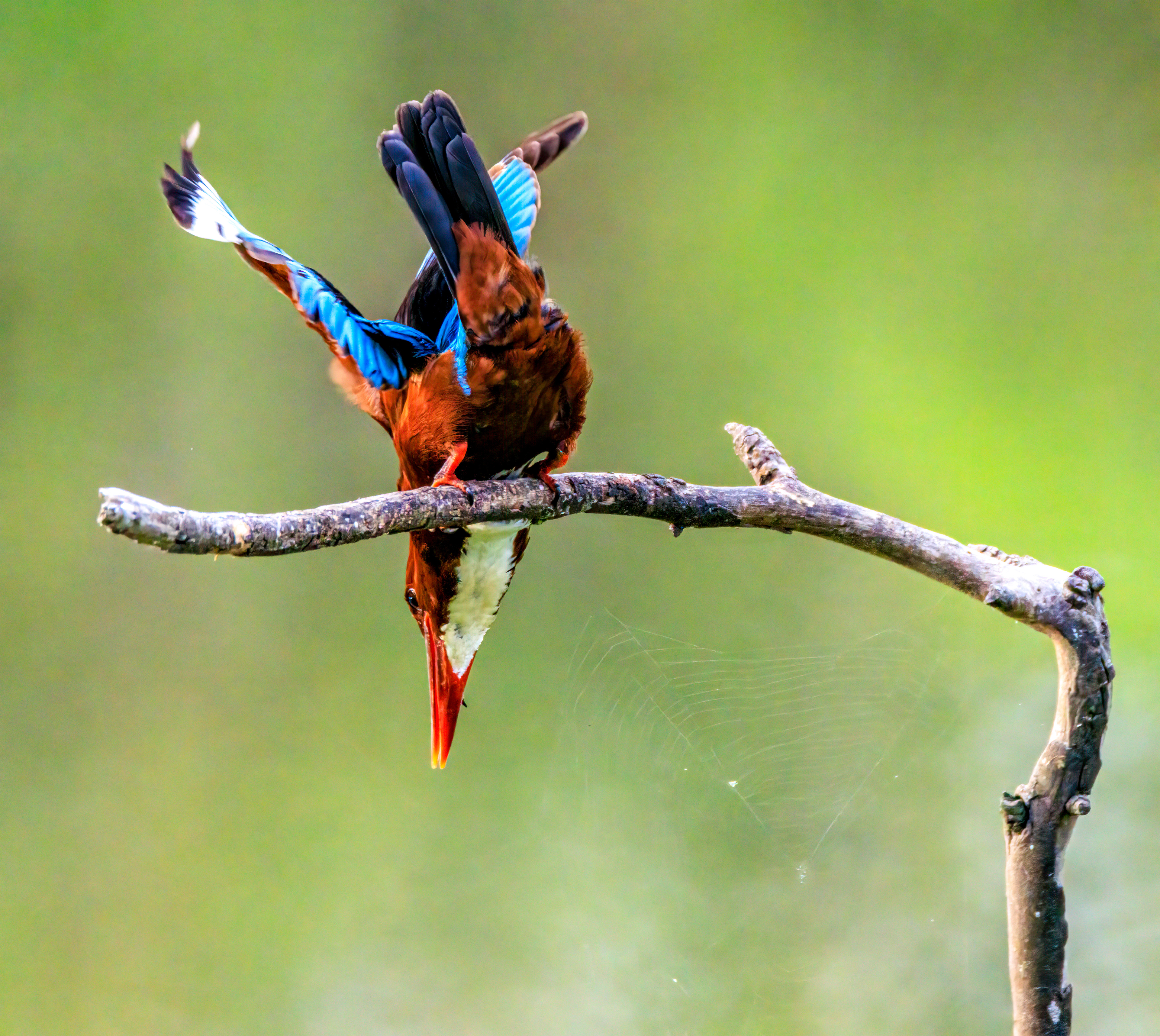 White-throated kingfisher - Белогрудый зимородок - שלדג לבן-חזה
