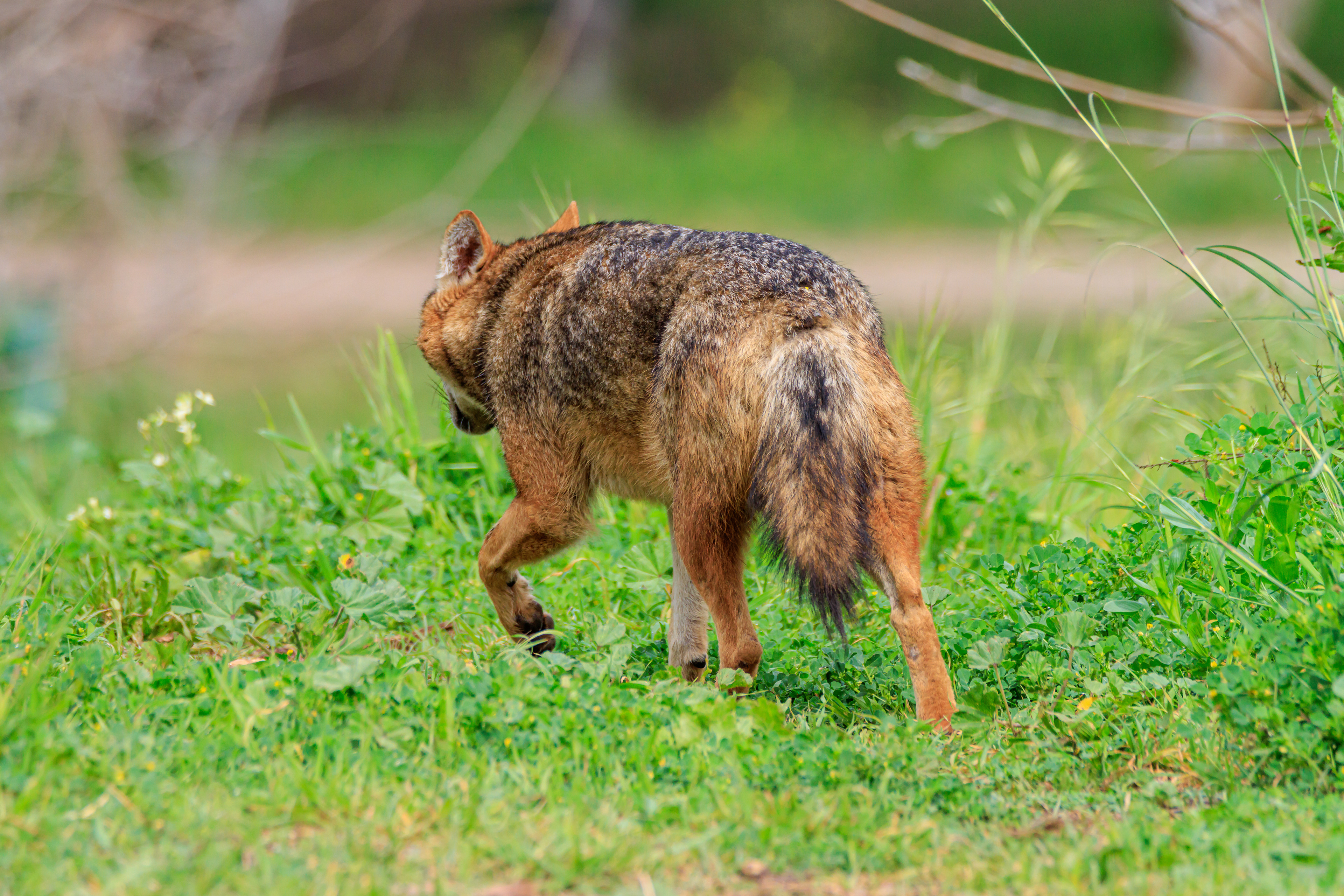 Golden jackal - Обыкновенный шакал - תן זהוב