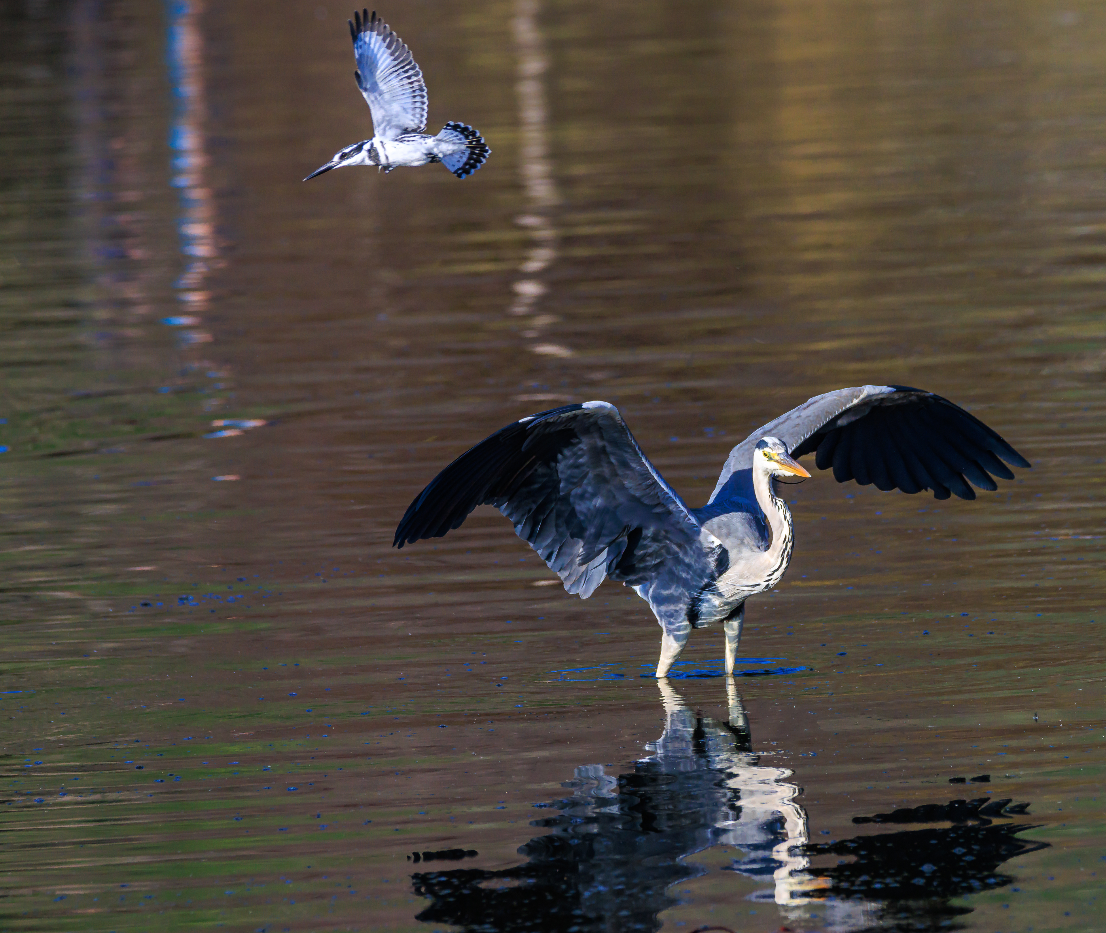 Grey heron - Серая цапля - אנפה אפורה