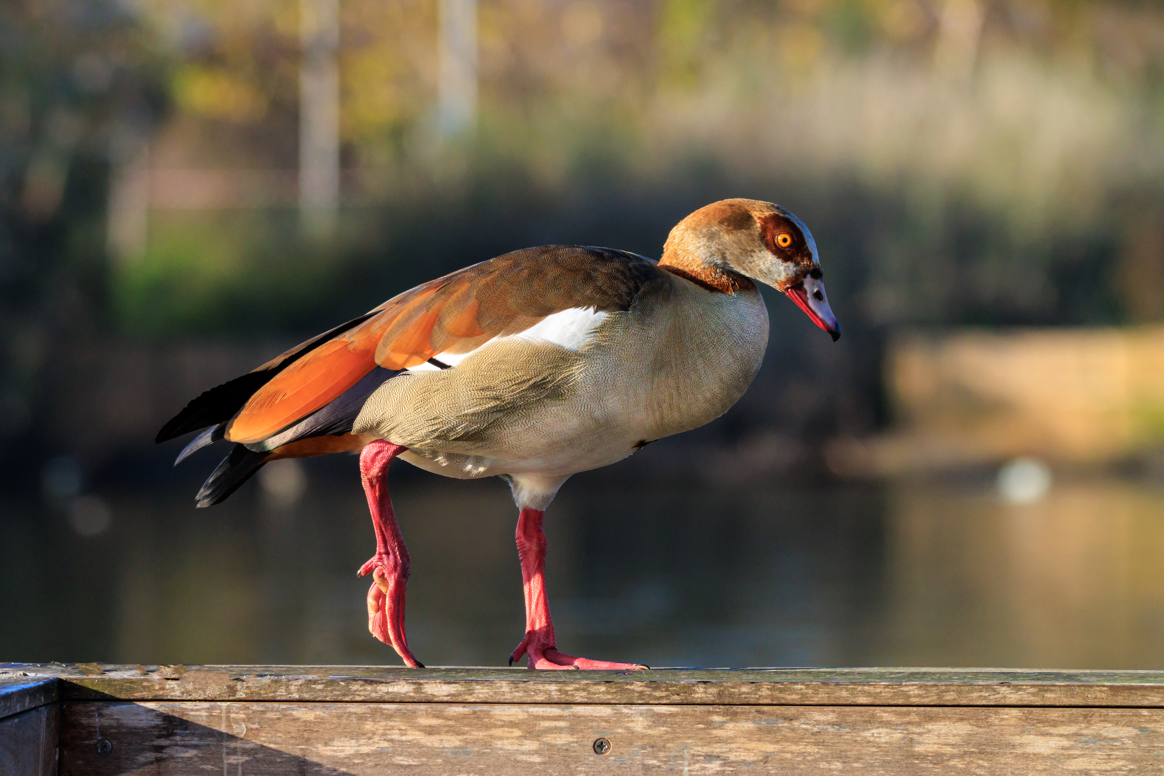 Egyptian goose - Нильский гусь - יאורית מצרית