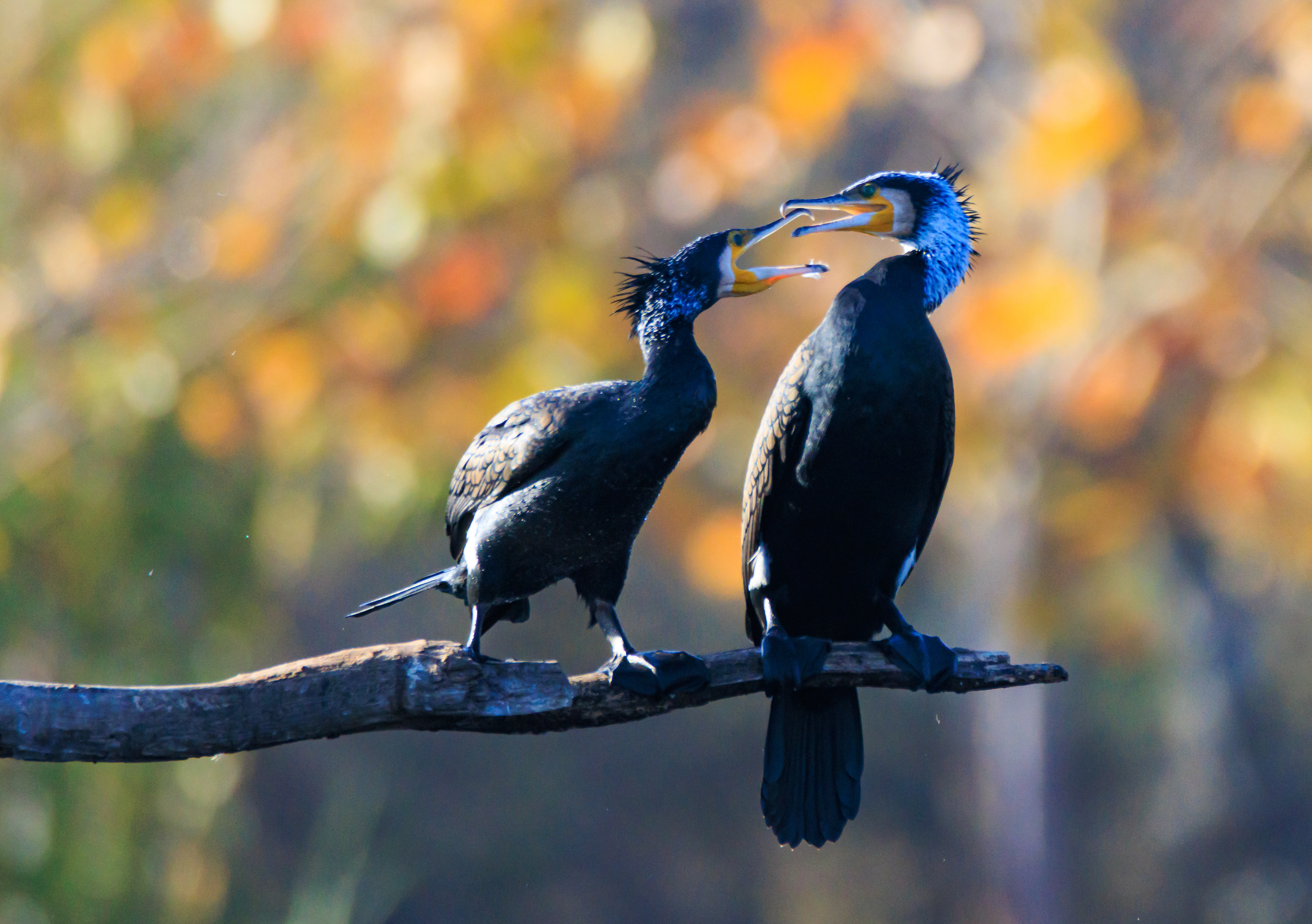 Great cormorant - Большой баклан - קרמורן גדול