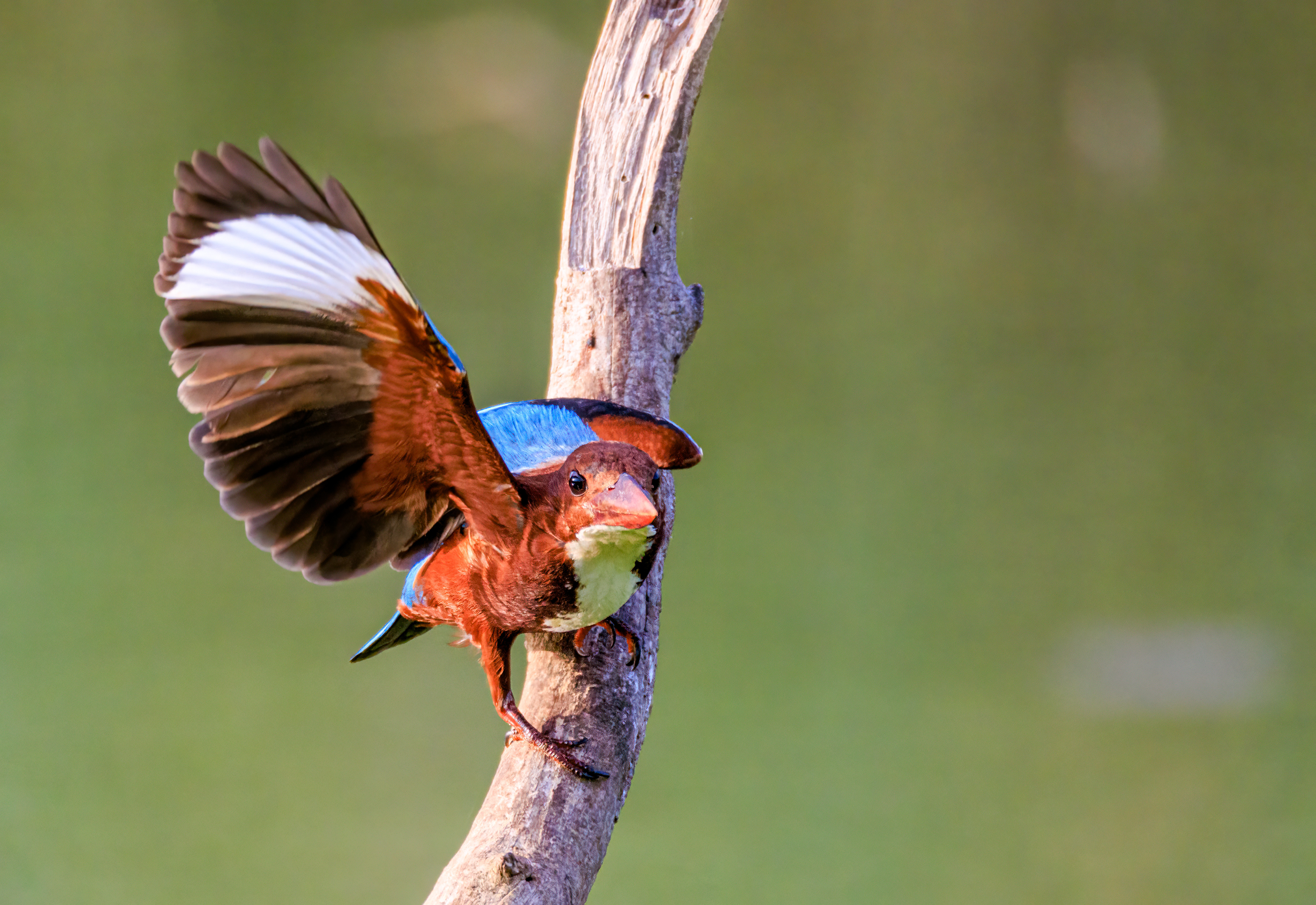 White-throated kingfisher - Белогрудый зимородок - שלדג לבן-חזה