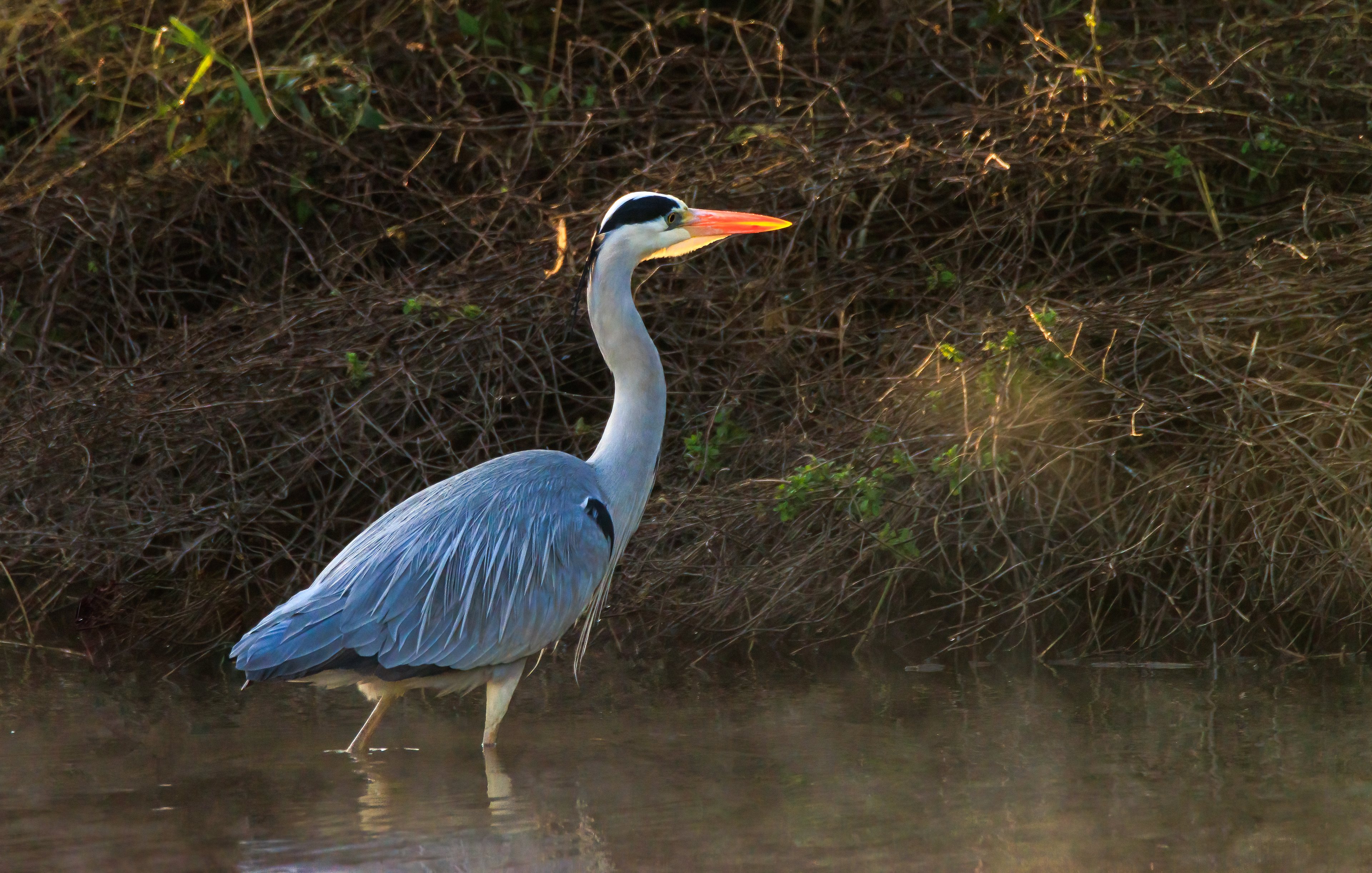 Grey heron - Серая цапля - אנפה אפורה