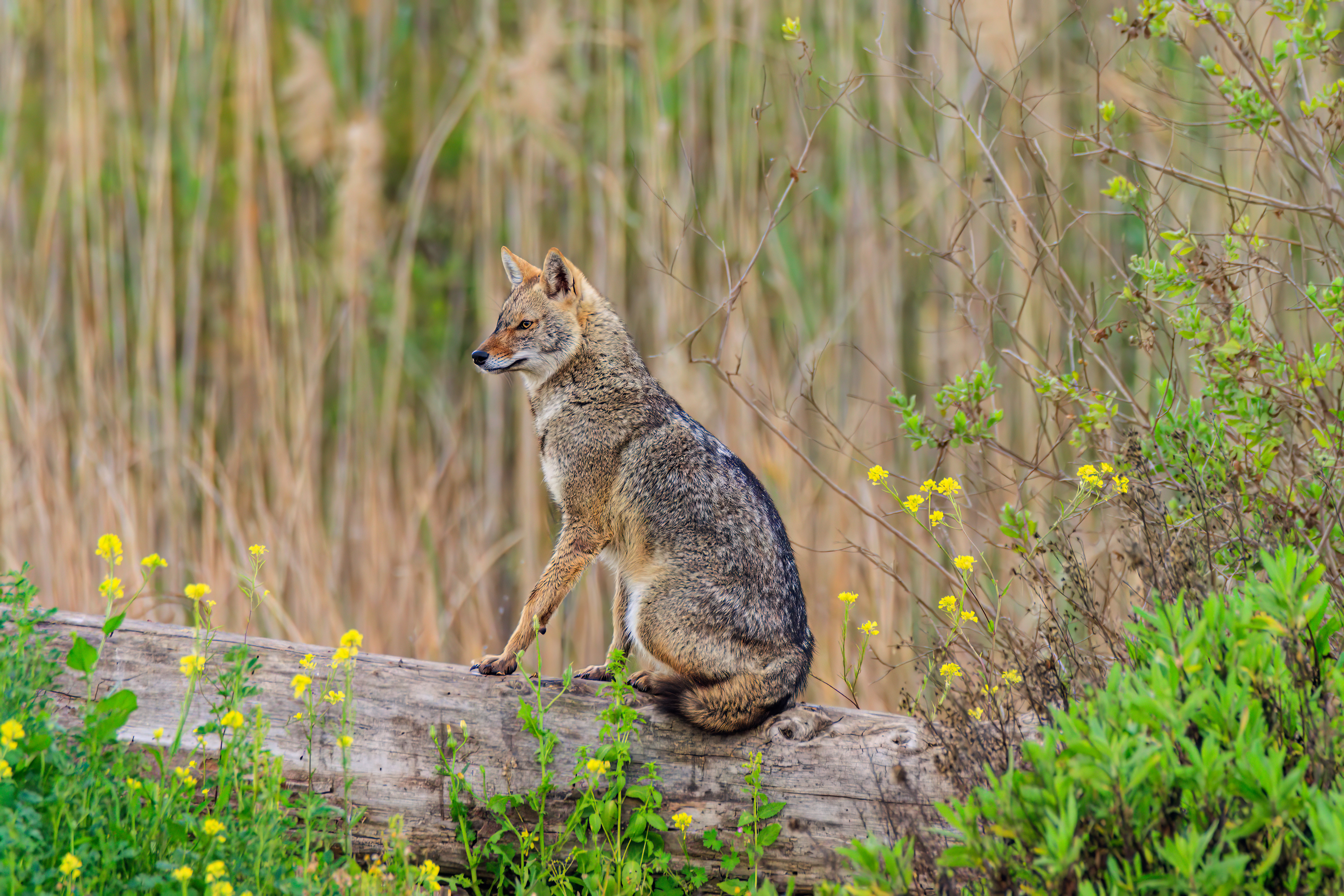Golden jackal - Обыкновенный шакал - תן זהוב