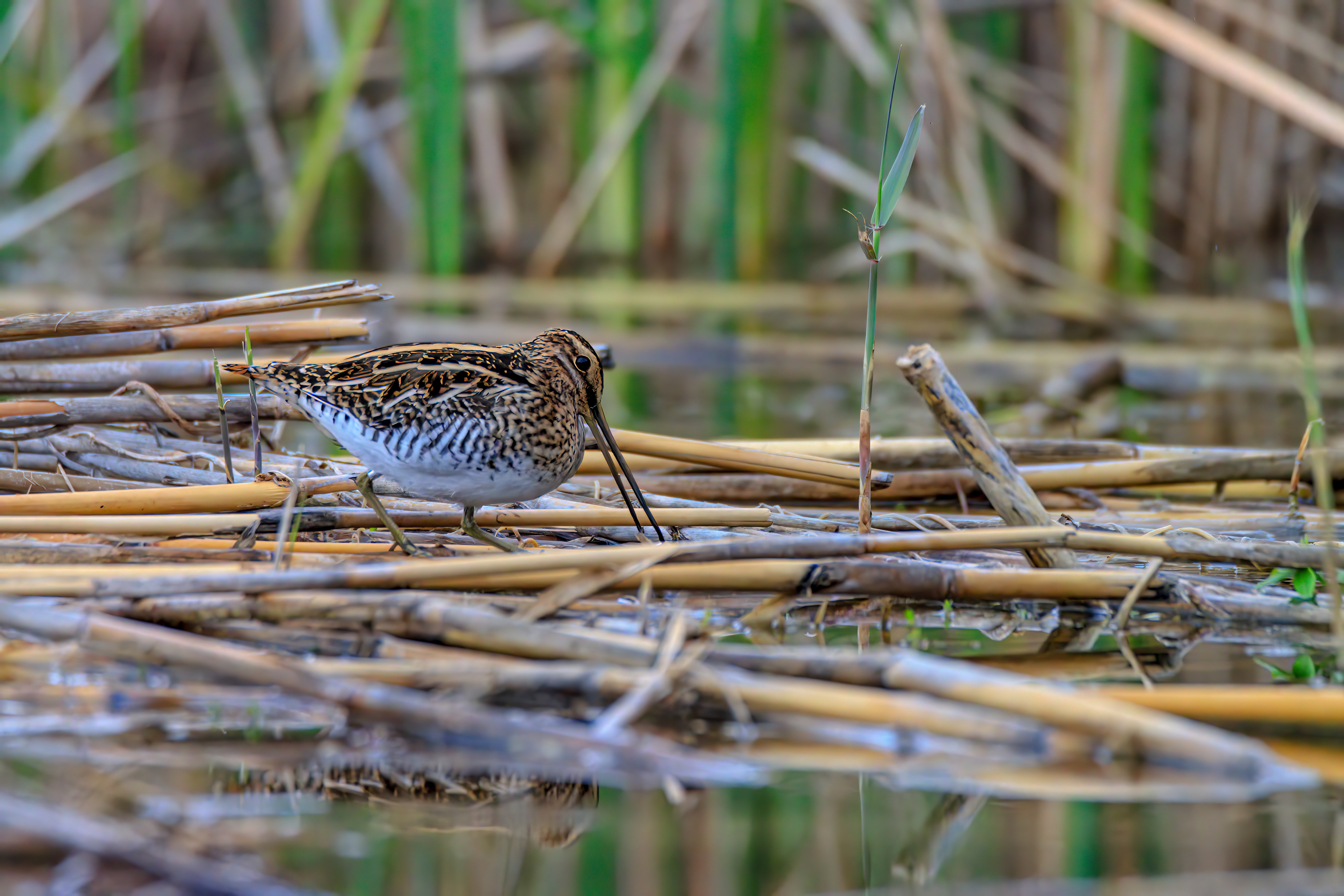 Common snipe - Бекас - חרטומית ביצות