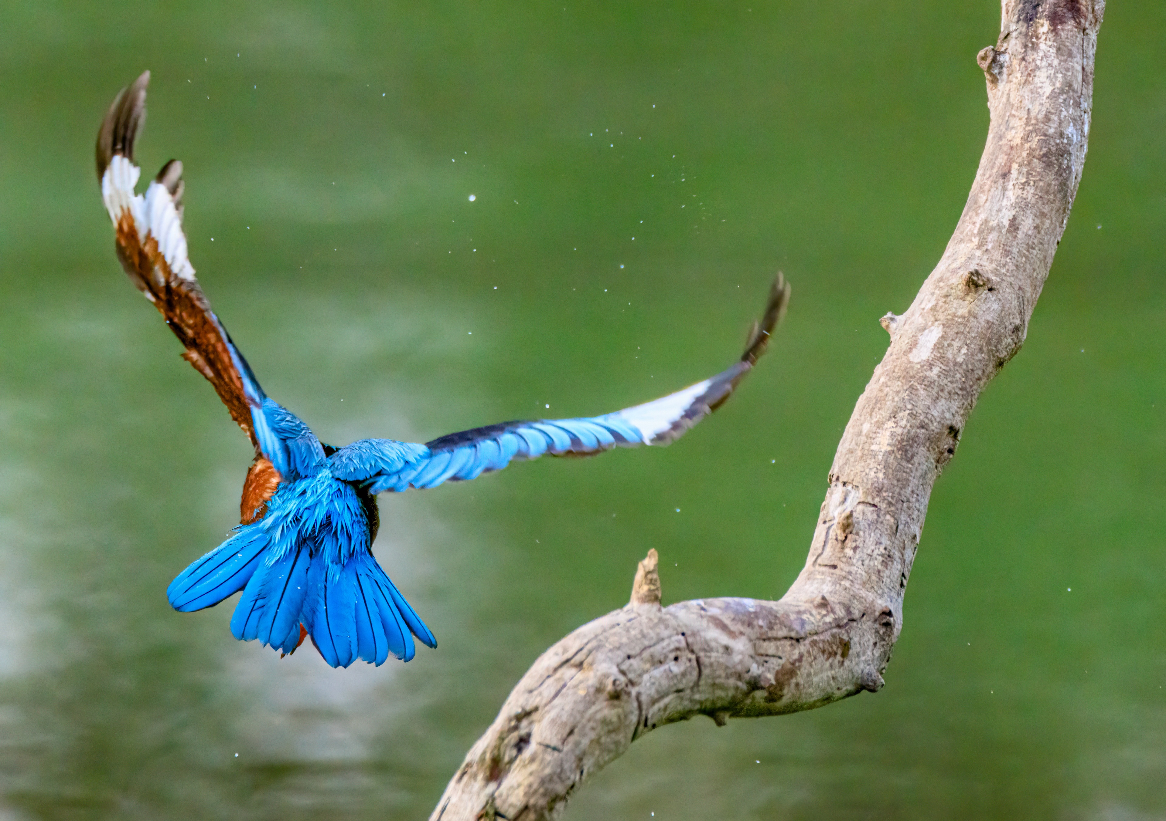 White-throated kingfisher - Белогрудый зимородок - שלדג לבן-חזה