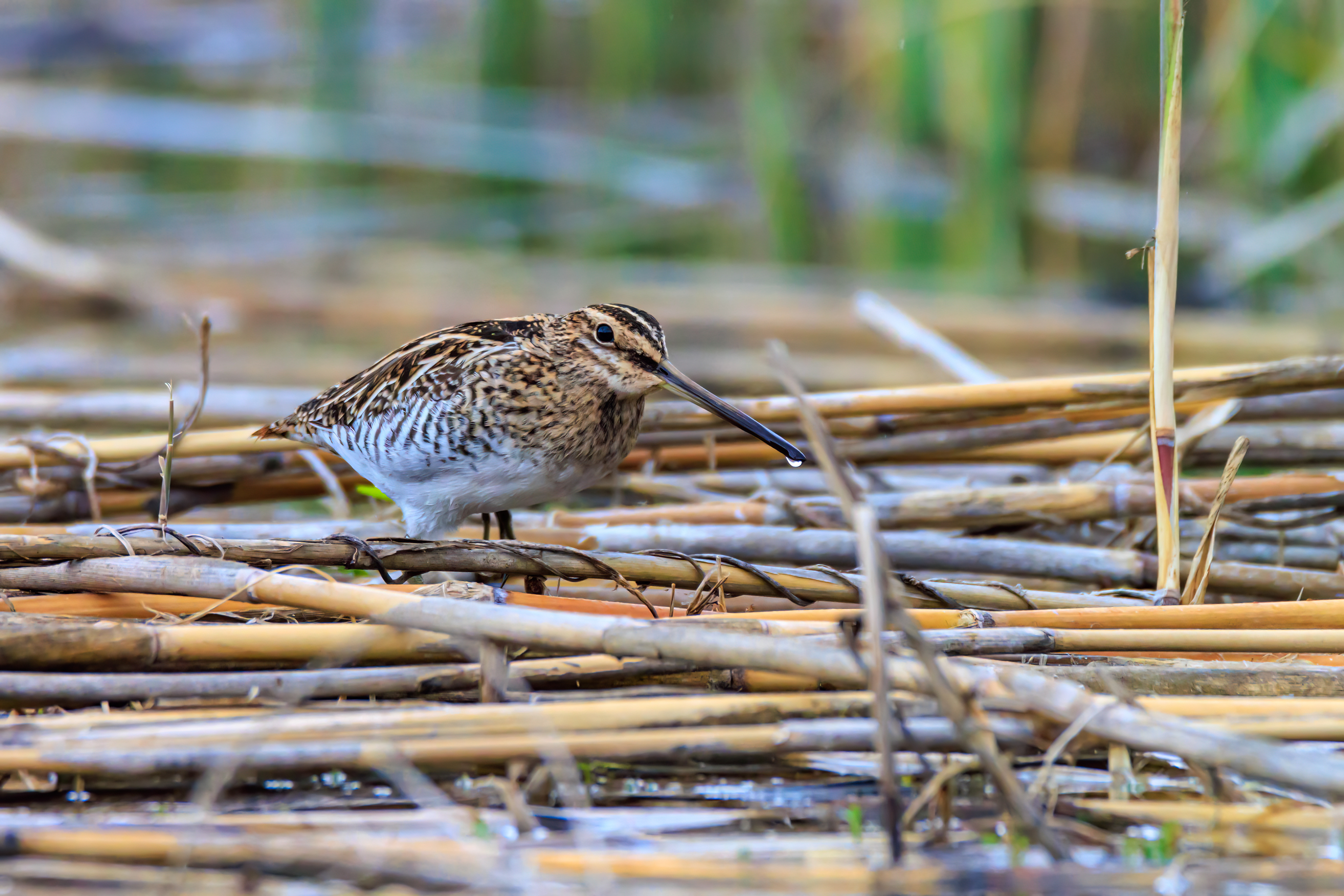 Common snipe - Бекас - חרטומית ביצות