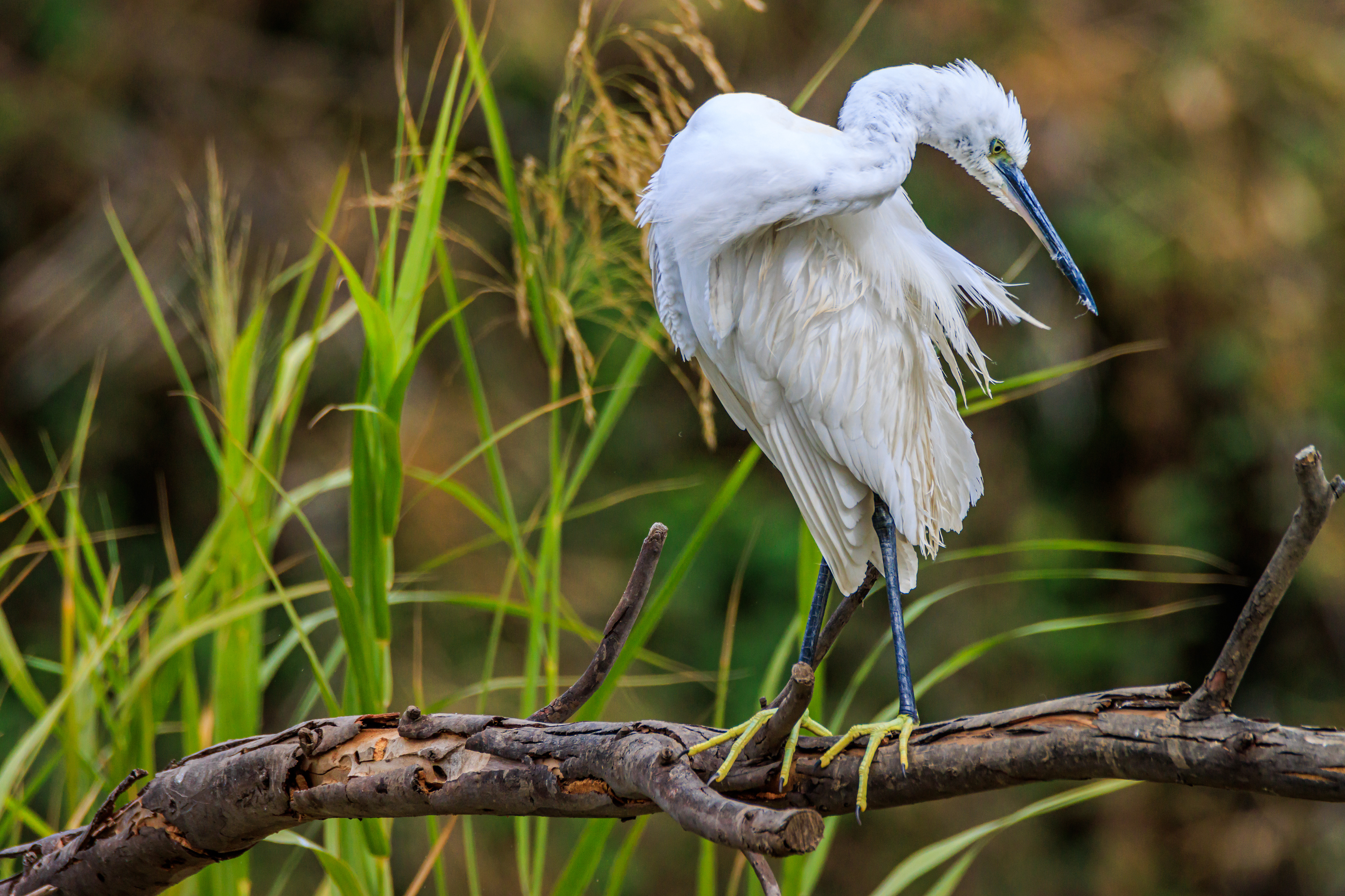 Little egret - Малая белая цапля - לבנית קטנה