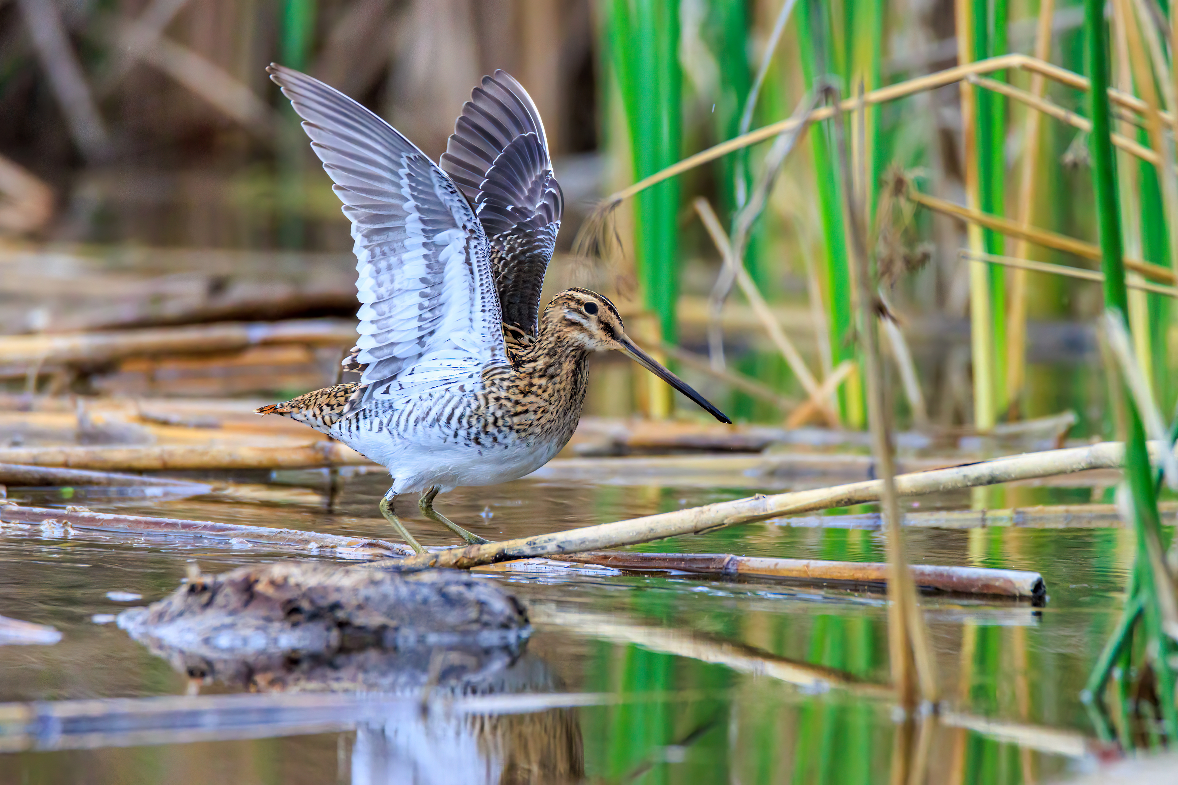 Common snipe - Бекас - חרטומית ביצות