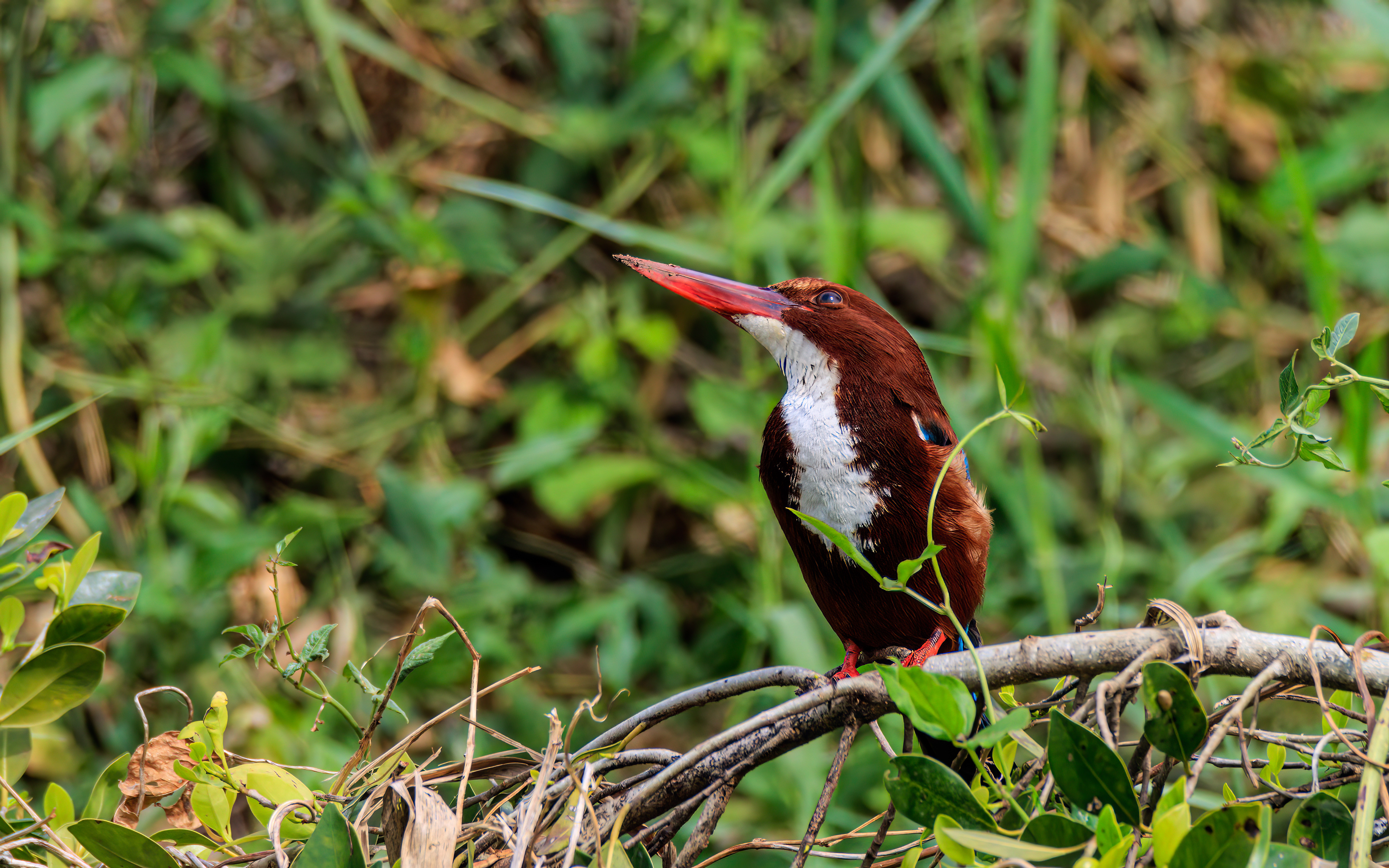 White-throated kingfisher - Белогрудый зимородок - שלדג לבן-חזה
