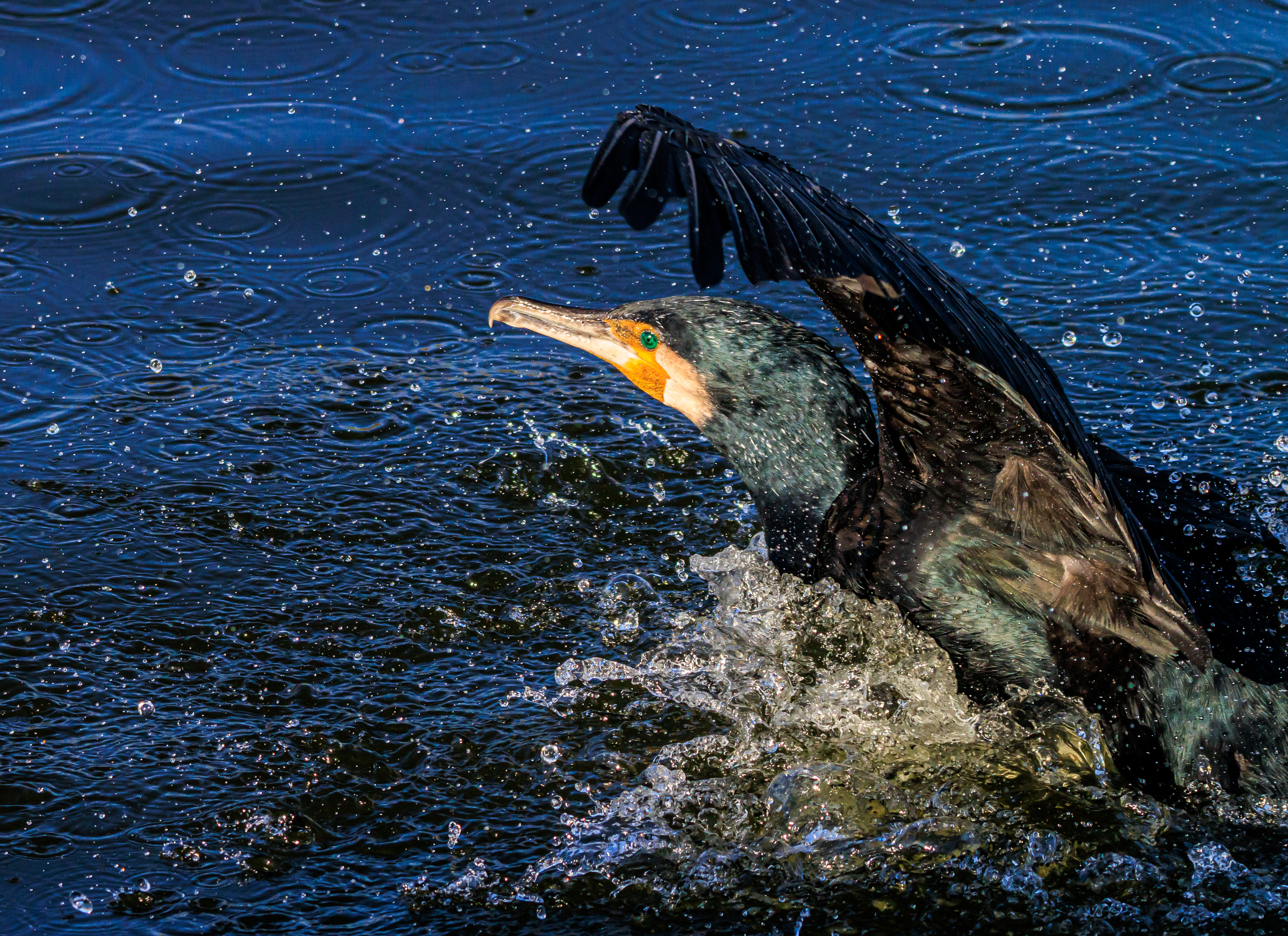 Great cormorant - Большой баклан - קרמורן גדול