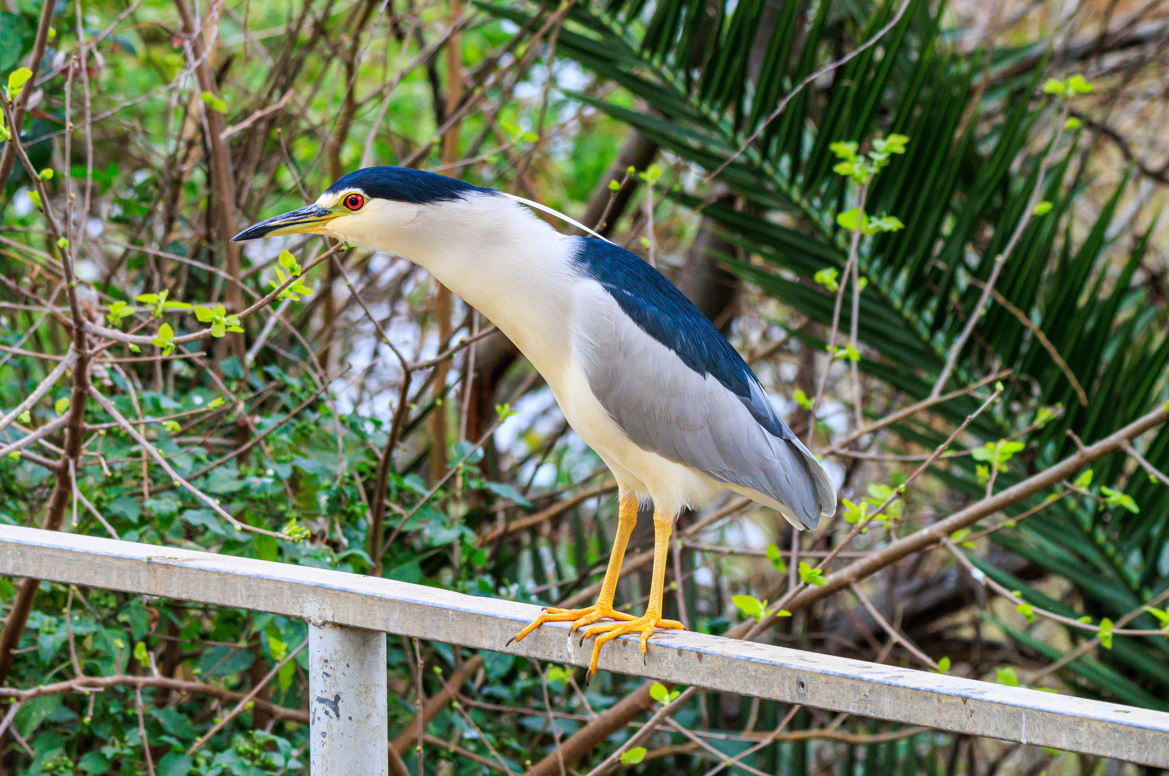 Black-crowned night heron - Обыкновенная кваква - אנפת לילה מצויה