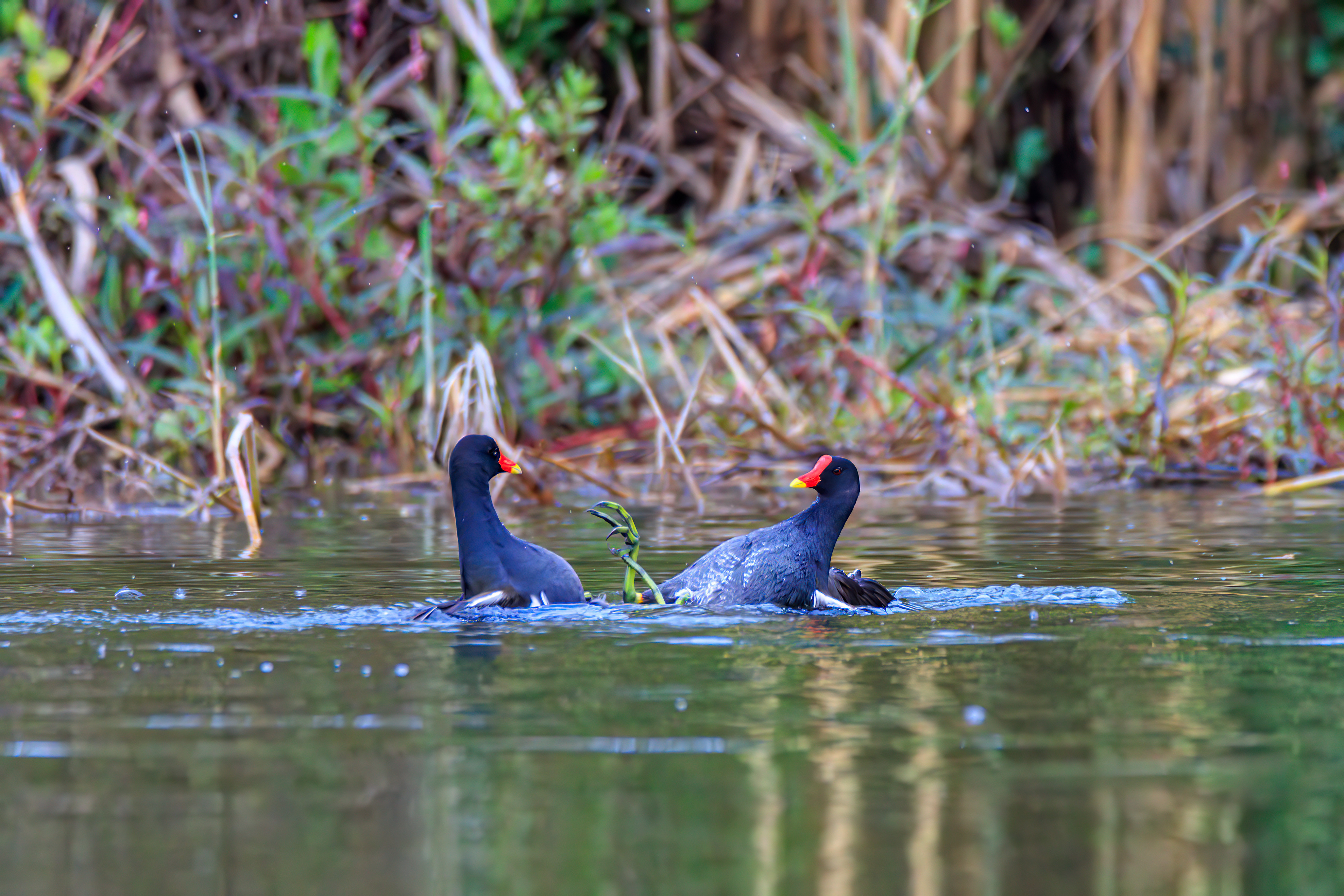Common moorhen - Камышница - סופית מצויה
